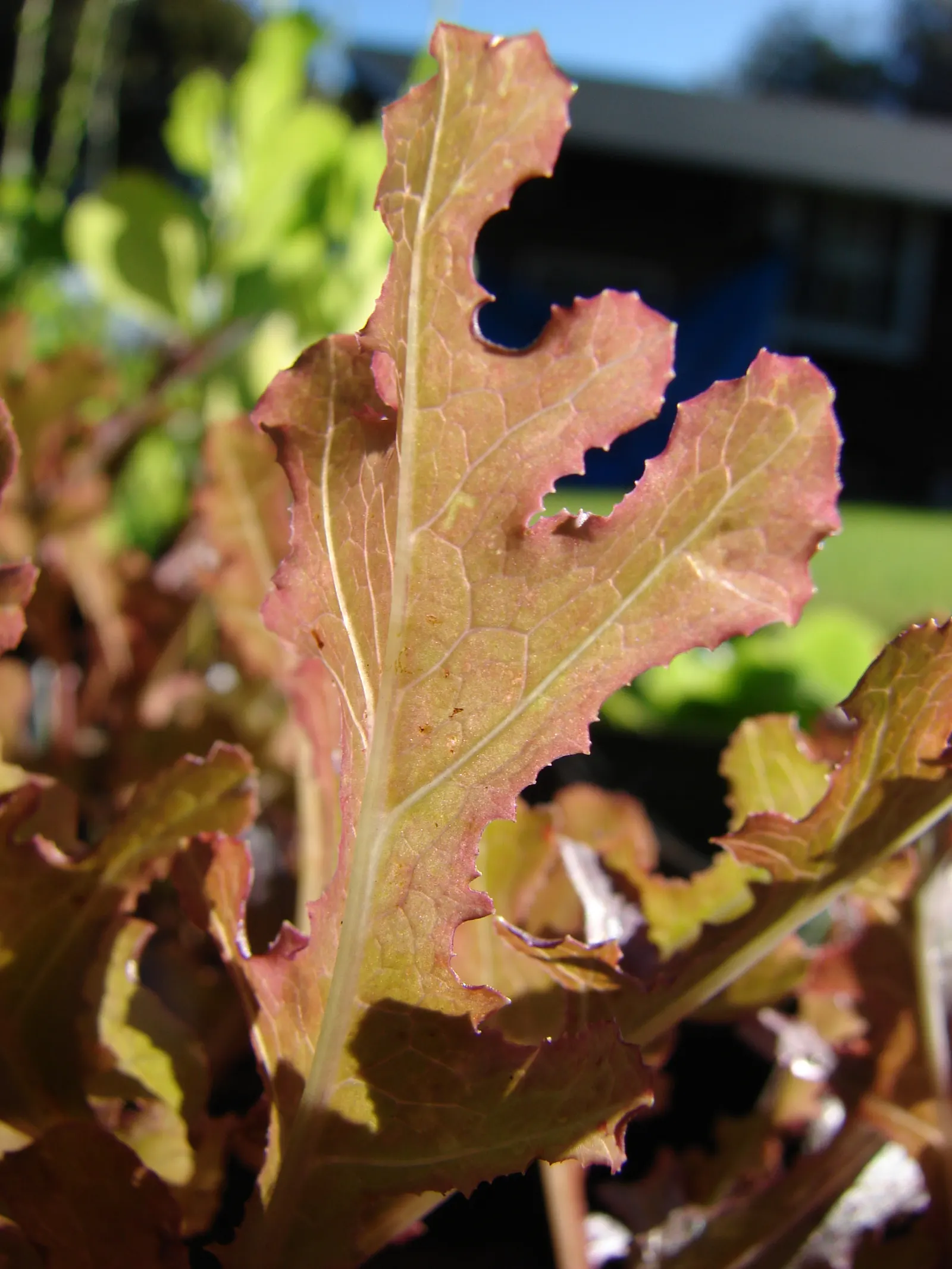 Lettuce (Lactuca Sativa) — It requires well-drained soil and consistent moisture, image 25
