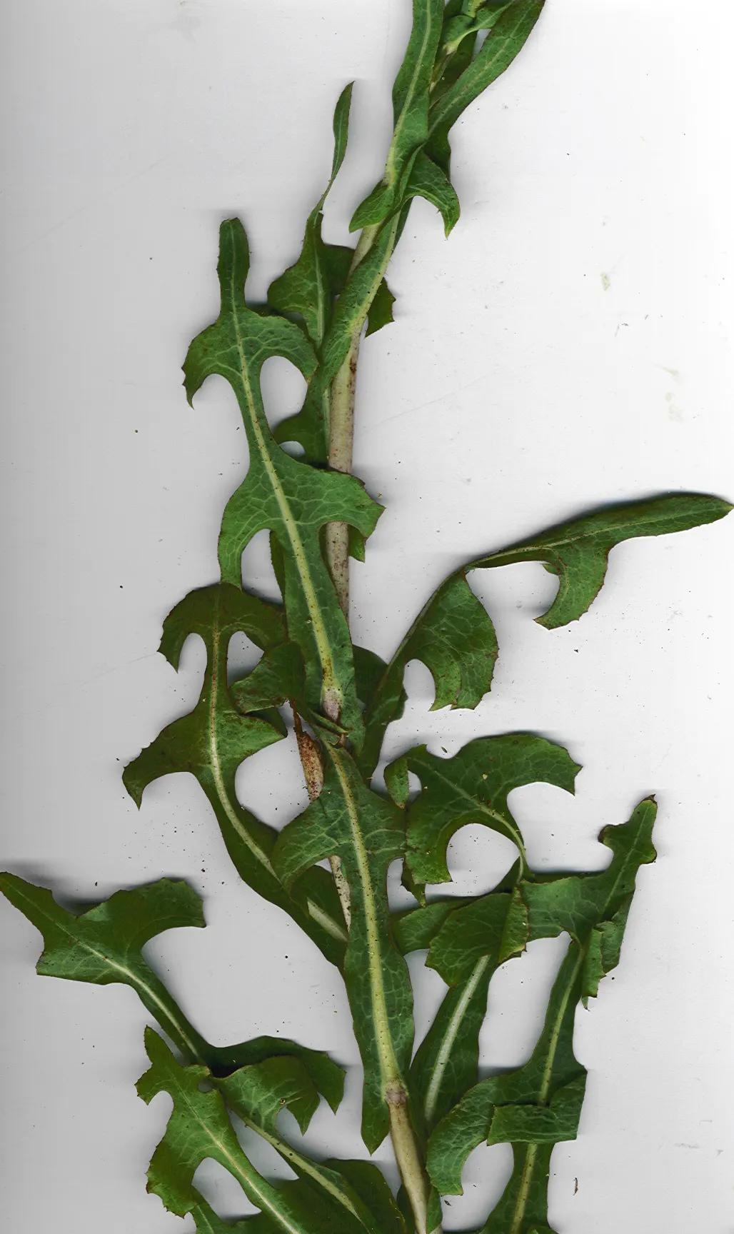Lettuce (Lactuca Sativa) — making it adaptable to a variety of landscape designs; lettuce can serve as a versatile