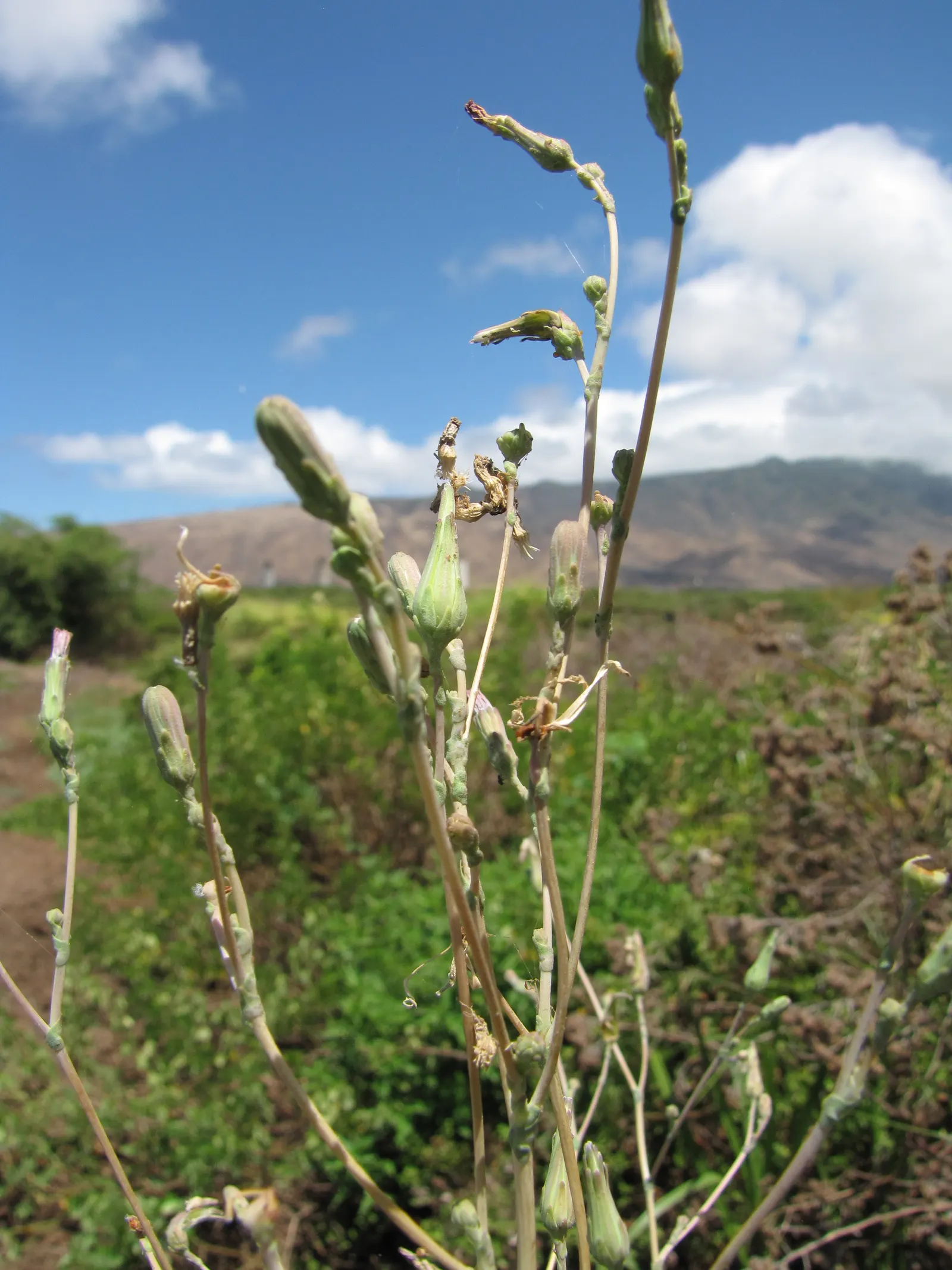 Lettuce (Lactuca Sativa) — Lettuce offers varied leaf shapes and colors; ensuring the soil maintains consistent moisture is key