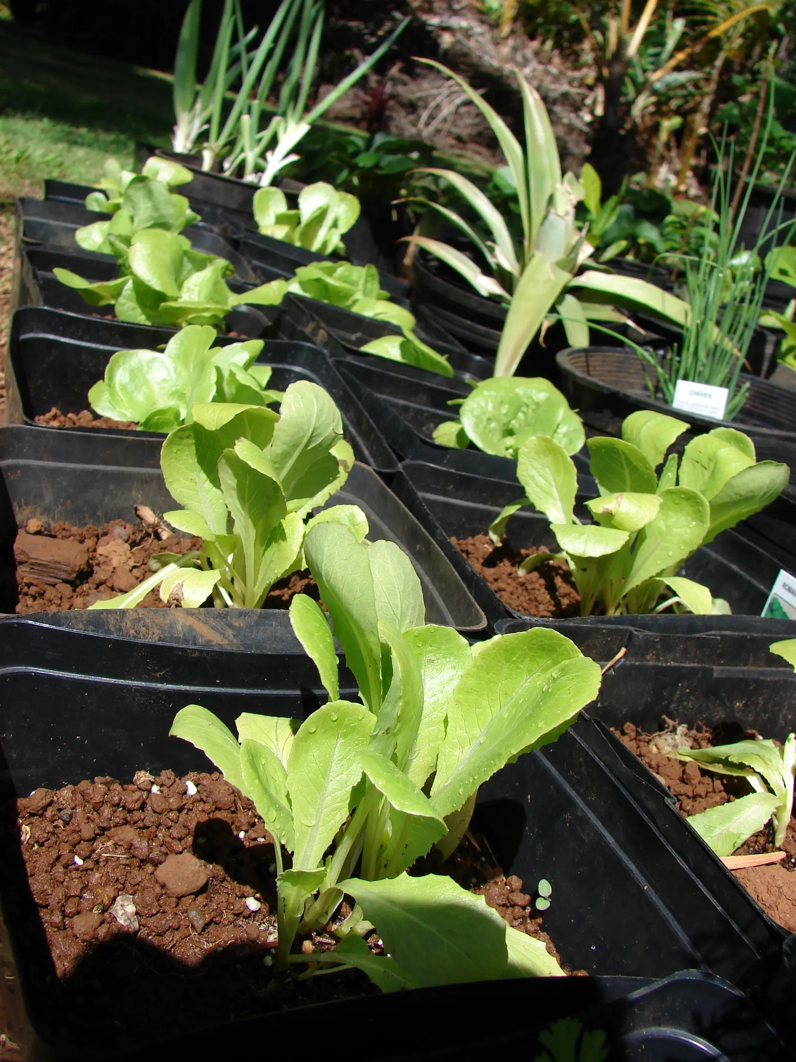 Lettuce (Lactuca Sativa) — It's important to consider succession planting