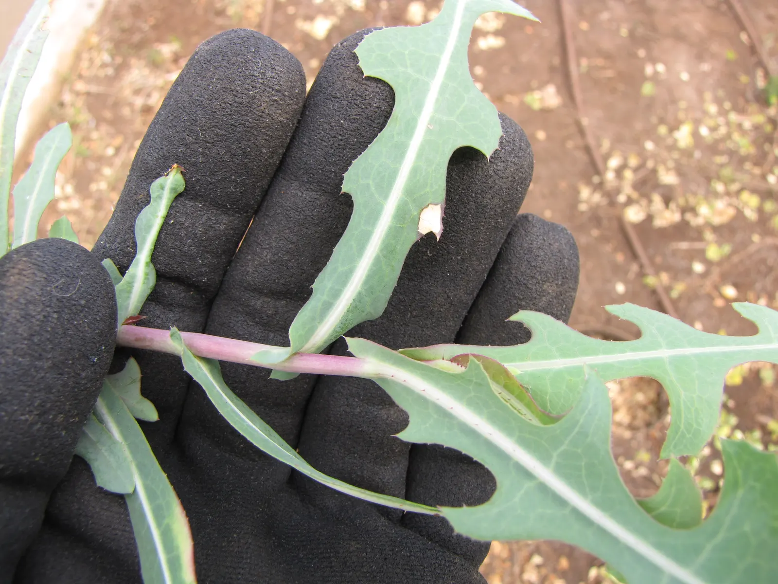 Lettuce (Lactuca Sativa) — Lettuce offers varied leaf shapes and colors