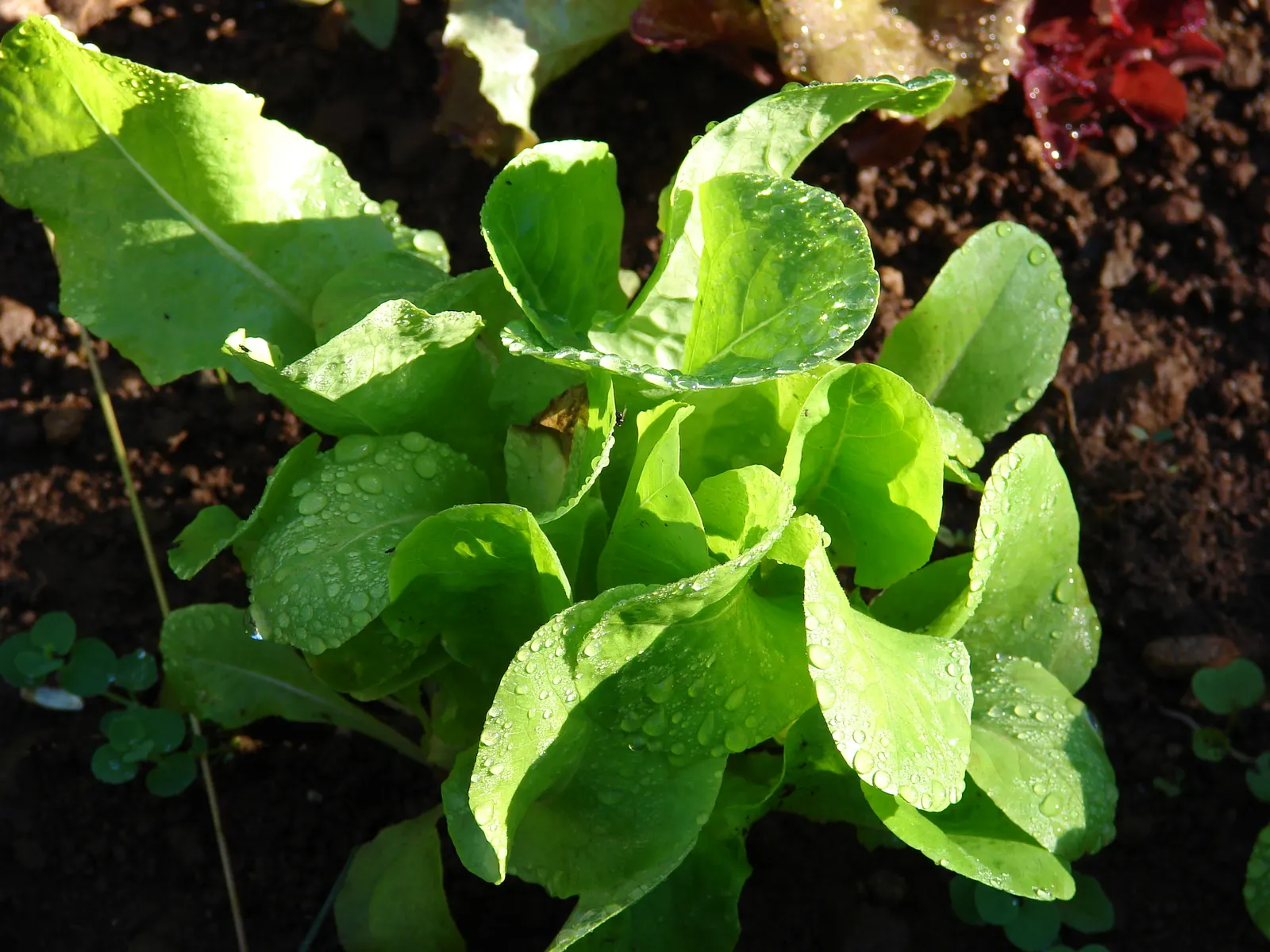 Lettuce (Lactuca Sativa) — lettuce prefers full sun but appreciates partial shade in hotter climates