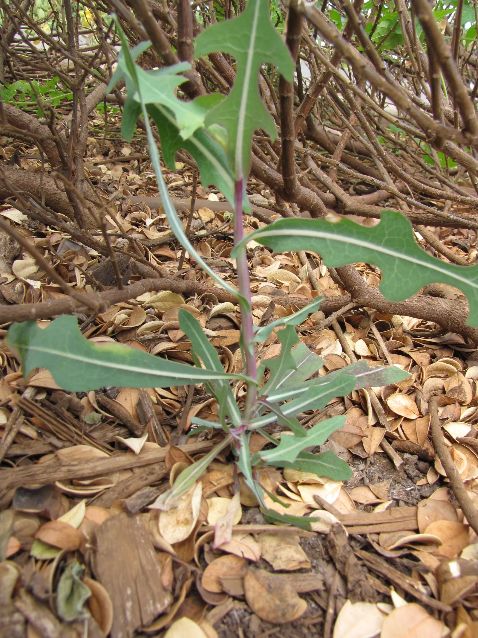 Lettuce (Lactuca Sativa) — lettuce grows best when daytime temperatures hover between 60 and 70&deg;F; it requires well-drained soil and consistent moisture
