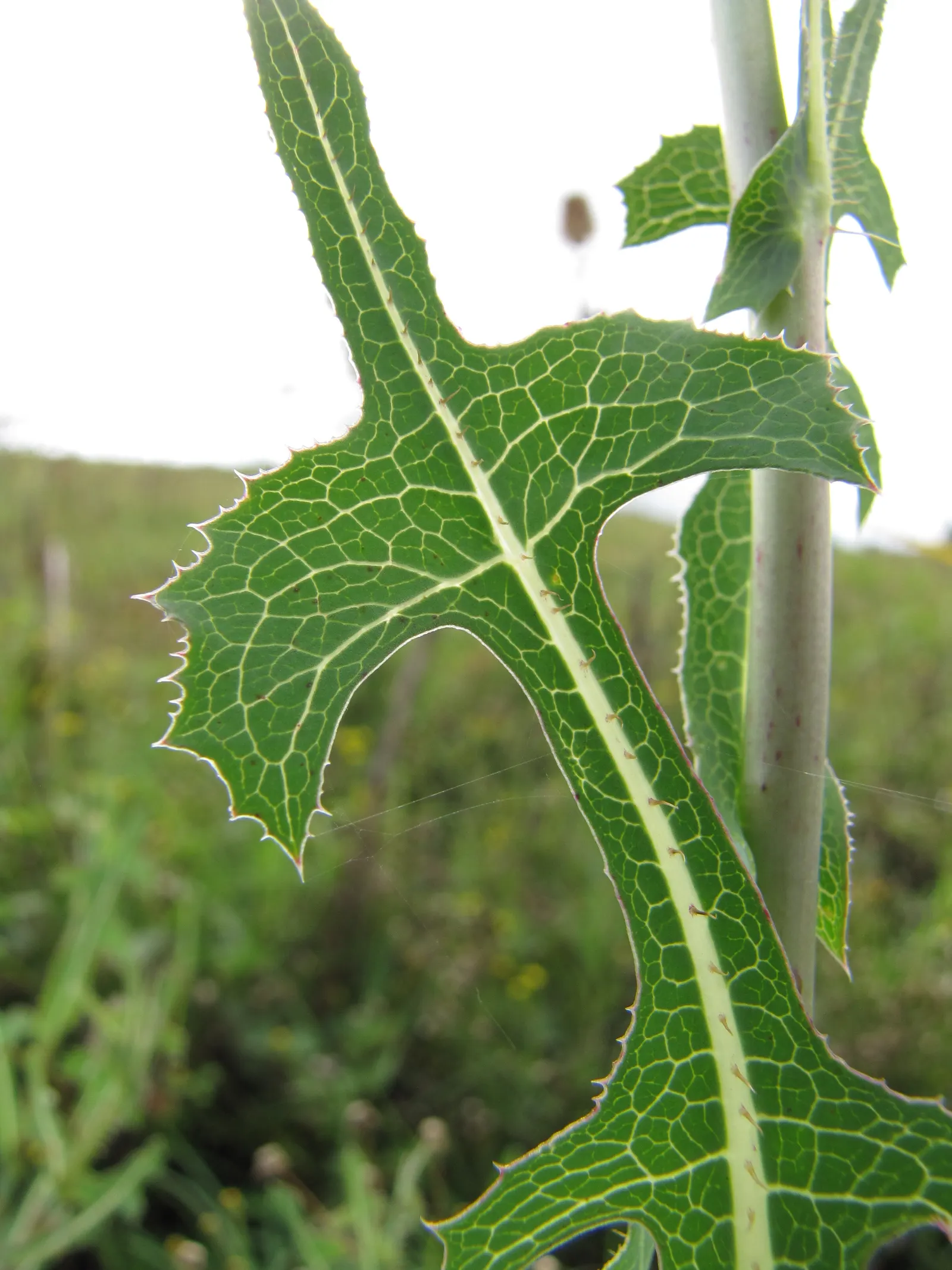 Lettuce (Lactuca Sativa) — this cool-season crop forms a rosette and thrives in full sun to partial shade; lettuce can serve as a versatile