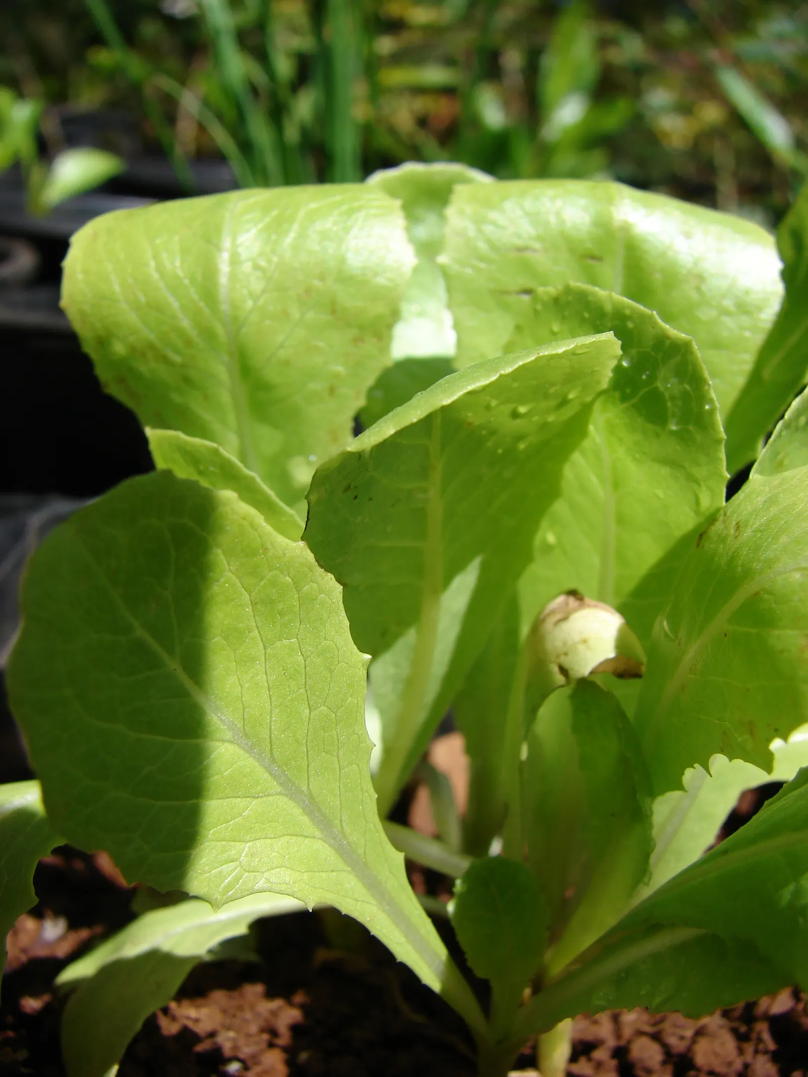 Lettuce (Lactuca Sativa) — where seeds are sown at intervals; it requires well-drained soil and consistent moisture