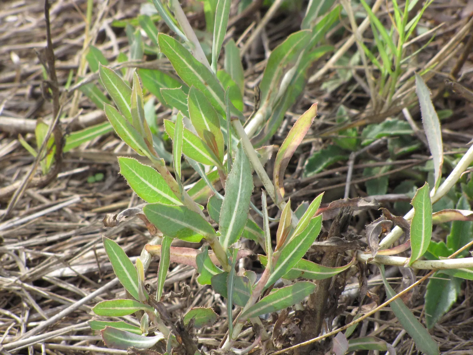 Lettuce (Lactuca Sativa) — Typically reaching 6 to 12 inches in height