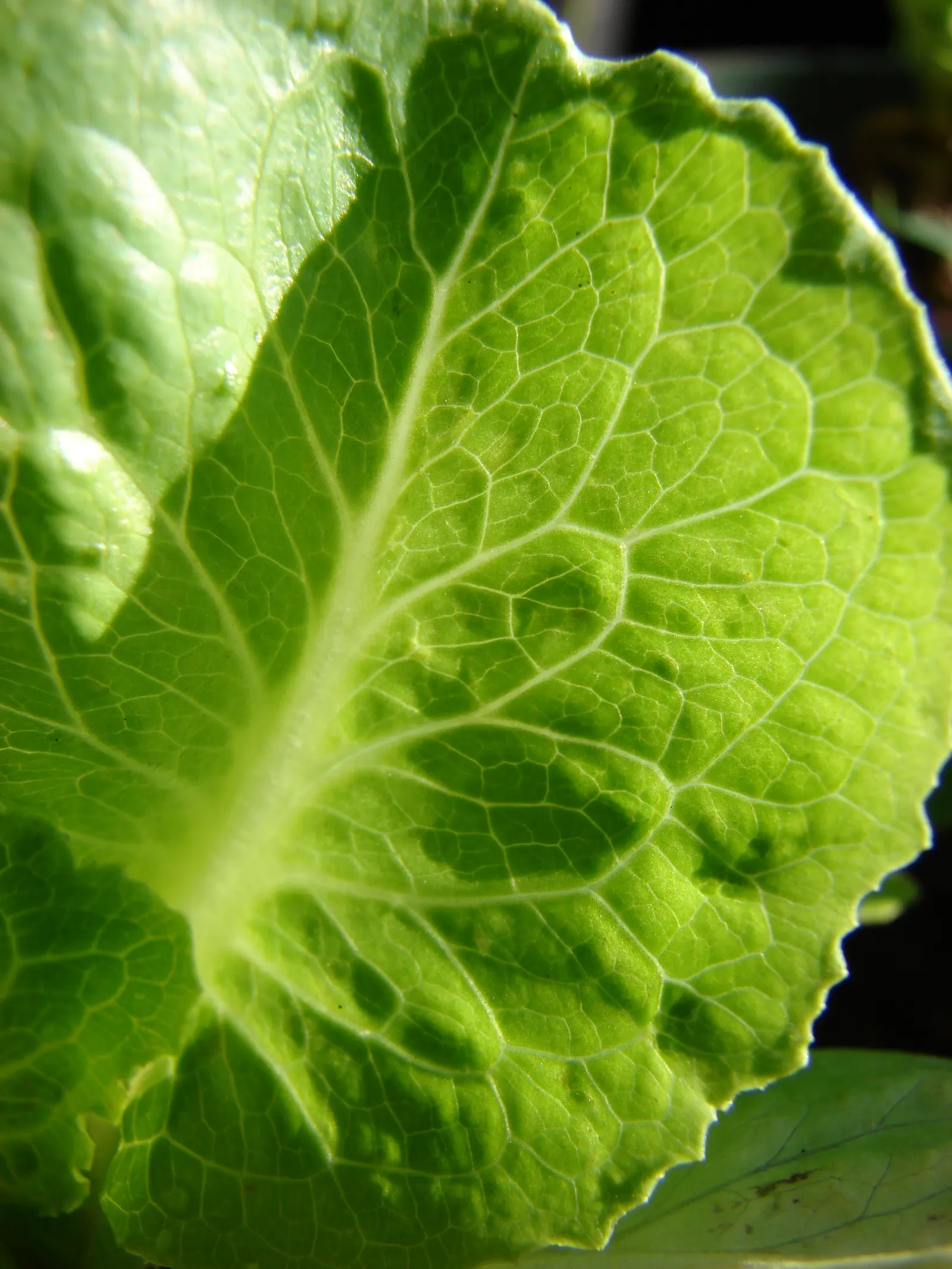 Lettuce (Lactuca Sativa) — Typically reaching 6 to 12 inches in height; ensuring the soil maintains consistent moisture is key
