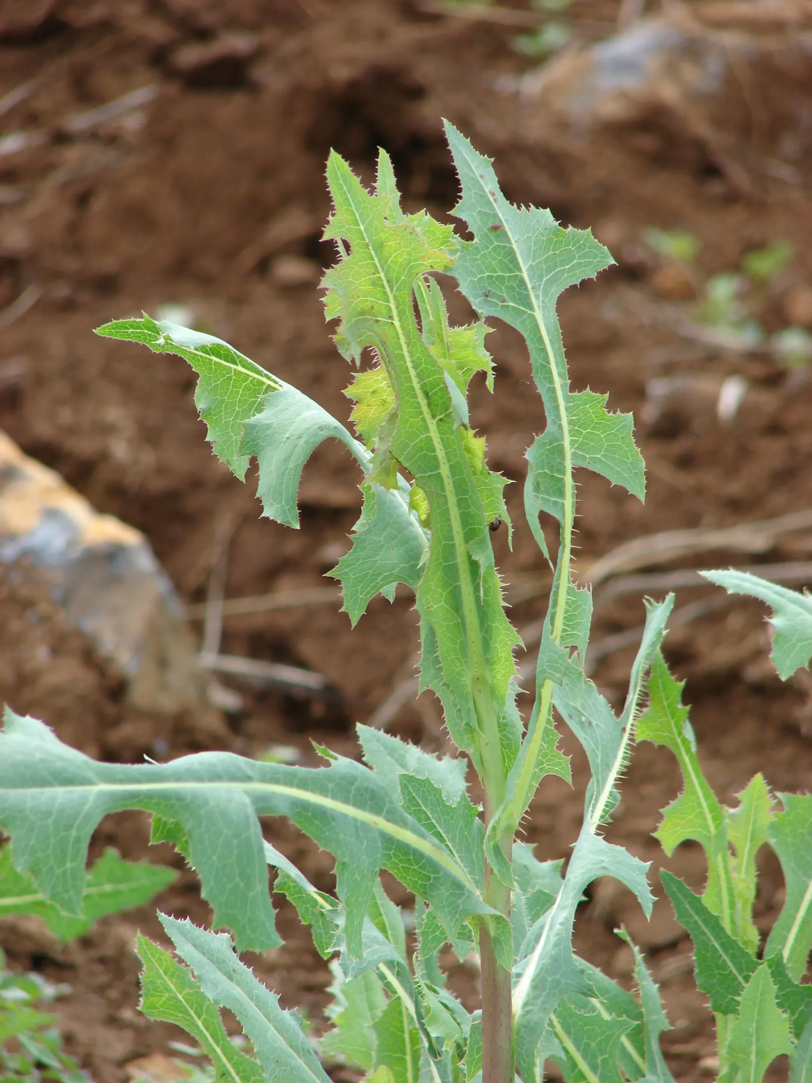 Lettuce (Lactuca Sativa) — It's important to consider succession planting; lettuce can serve as a versatile