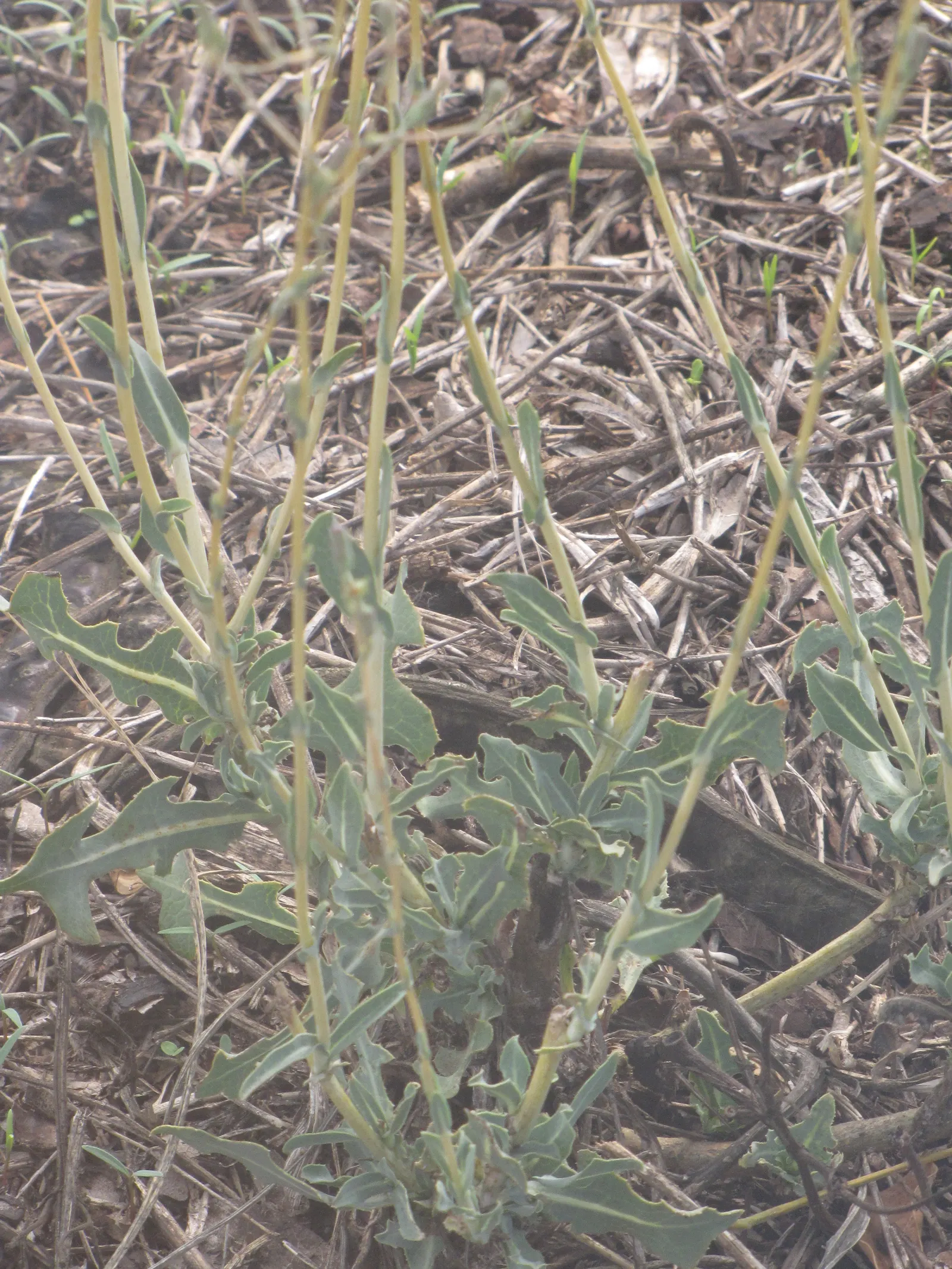 Lettuce (Lactuca Sativa) — Ensuring the soil maintains consistent moisture is key, image 32