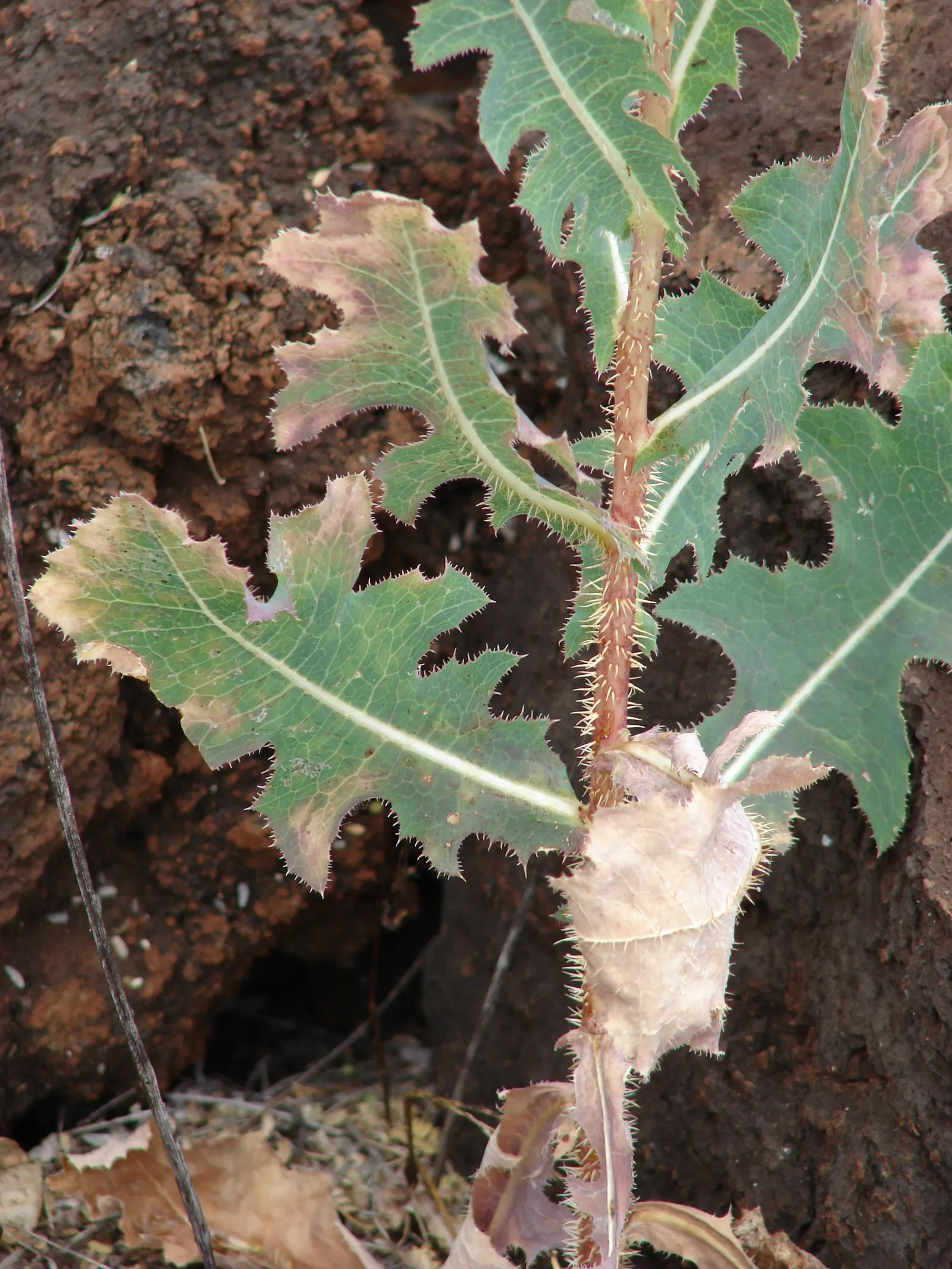 Lettuce (Lactuca Sativa) — Lettuce thrives in moist, well-draining soil with a pH between 6.0 and 6.8; it requires well-drained soil and consistent moisture