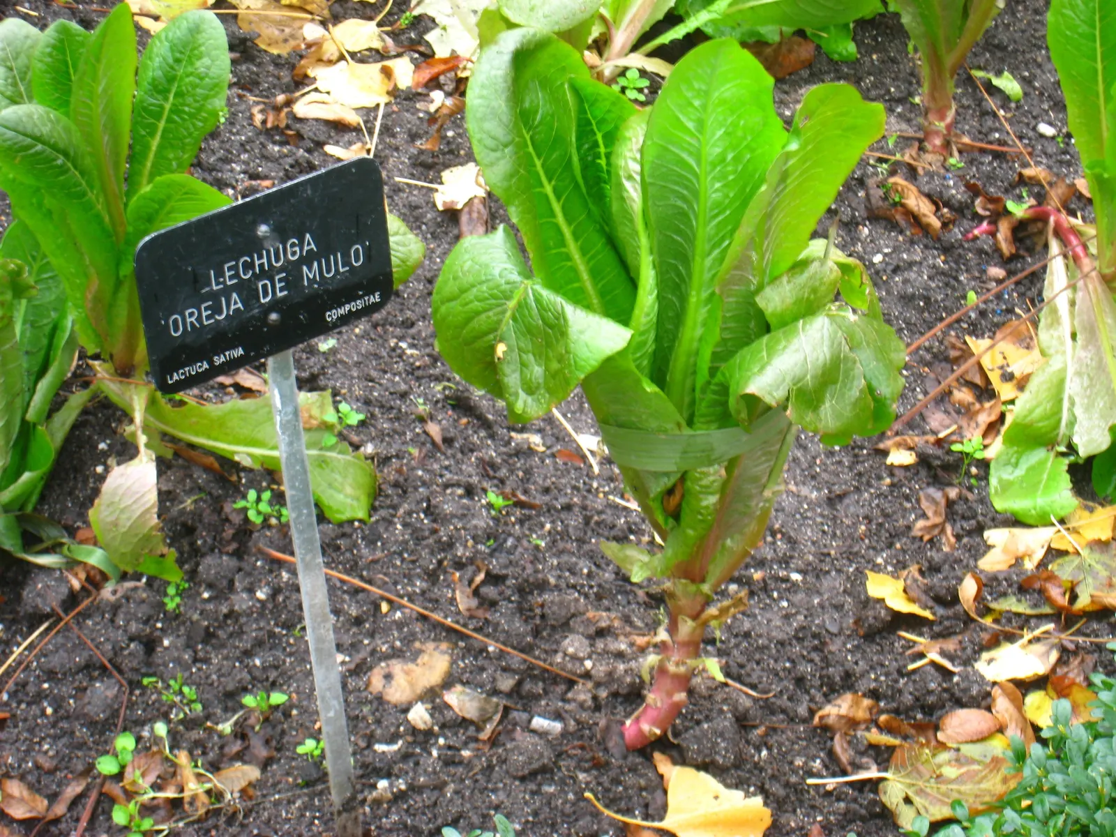 Lettuce (Lactuca Sativa) — Lactuca sativa, commonly known as lettuce, is an annual plant prized for its lush, edible leaves; it requires well-drained soil and