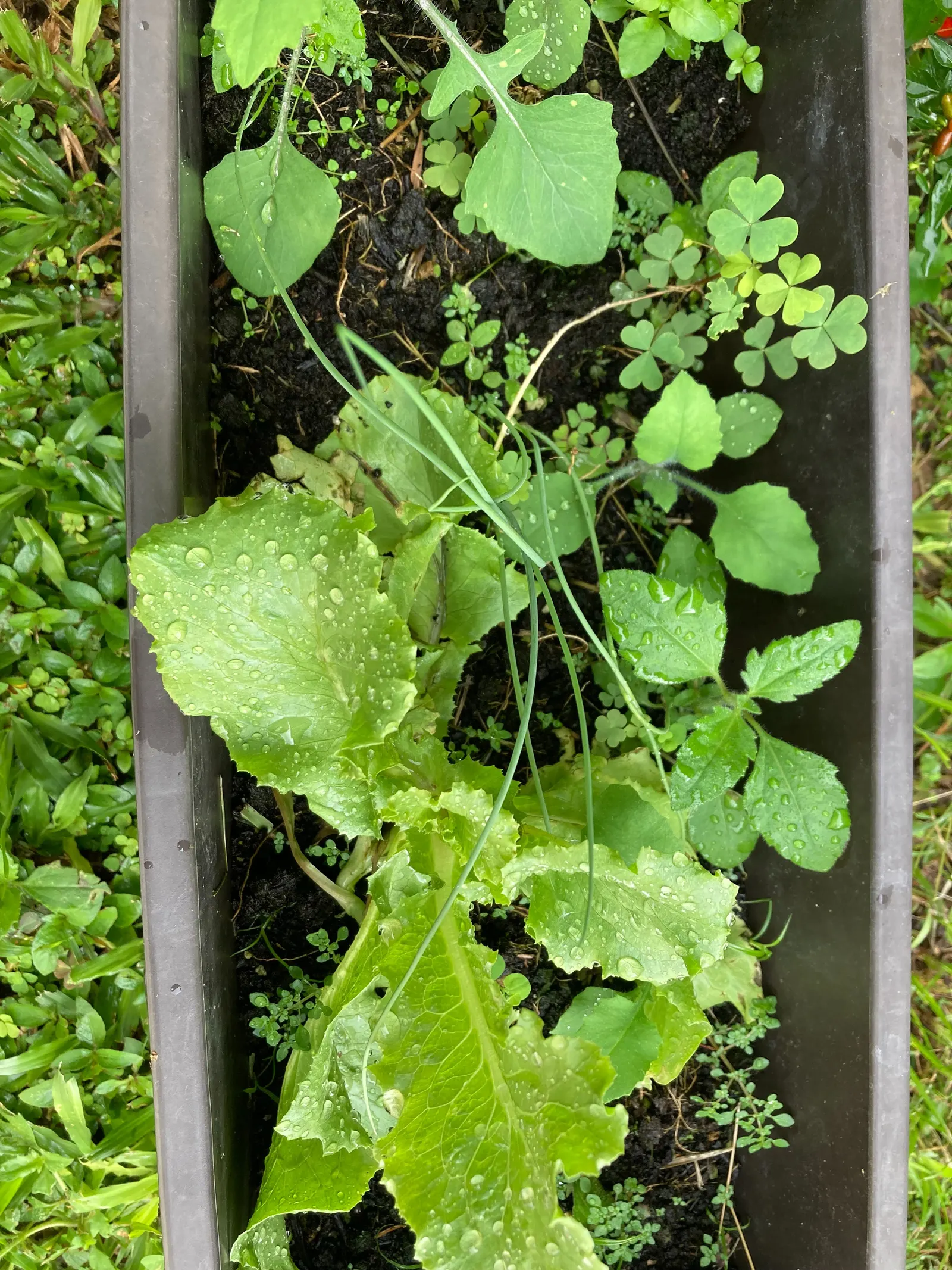 Lettuce (Lactuca Sativa) — Commonly incorporated into the edible landscape for both its nutritional value and aesthetic appeal