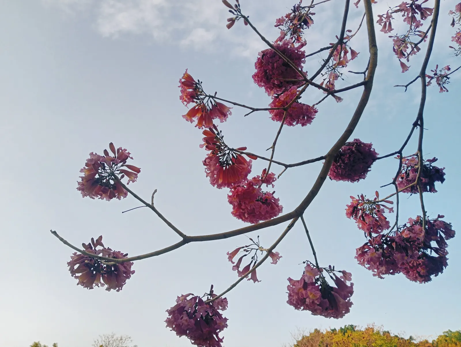 Pink Trumpet Tree (Tabebuia Impetiginosa) — Often growing to a height of 20 to 30 feet with a similar spread; it is adaptable to a wide range of soil