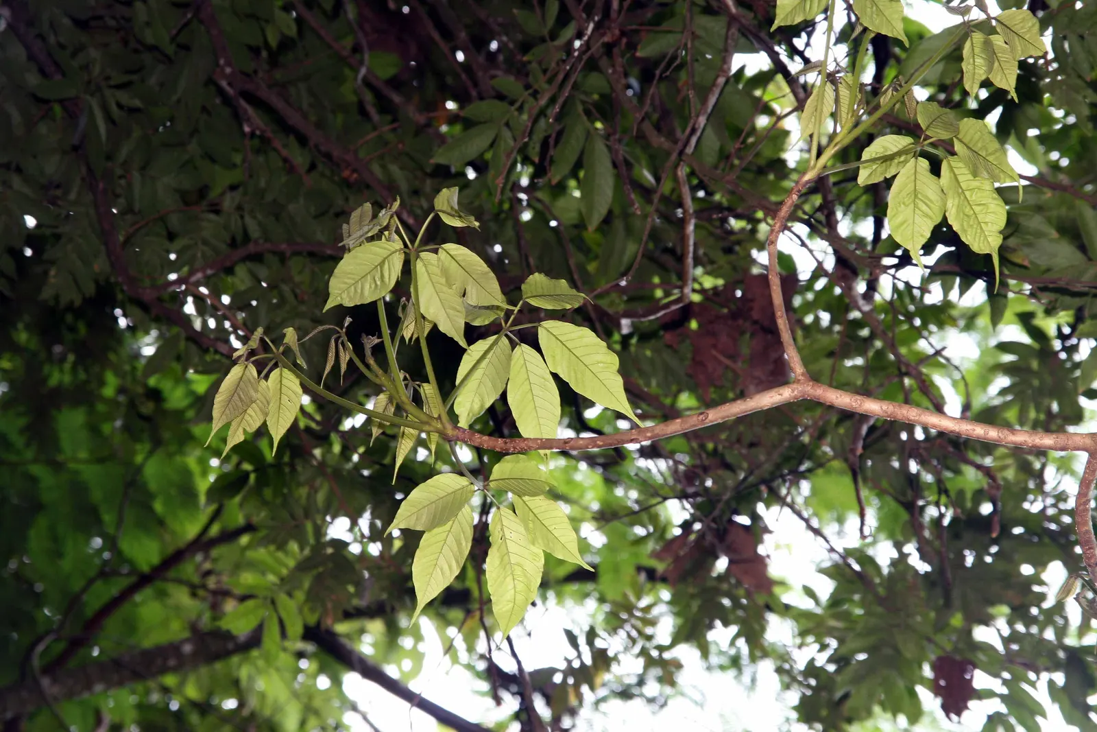 Pink Trumpet Tree (Tabebuia Impetiginosa) — typically with five leaflets