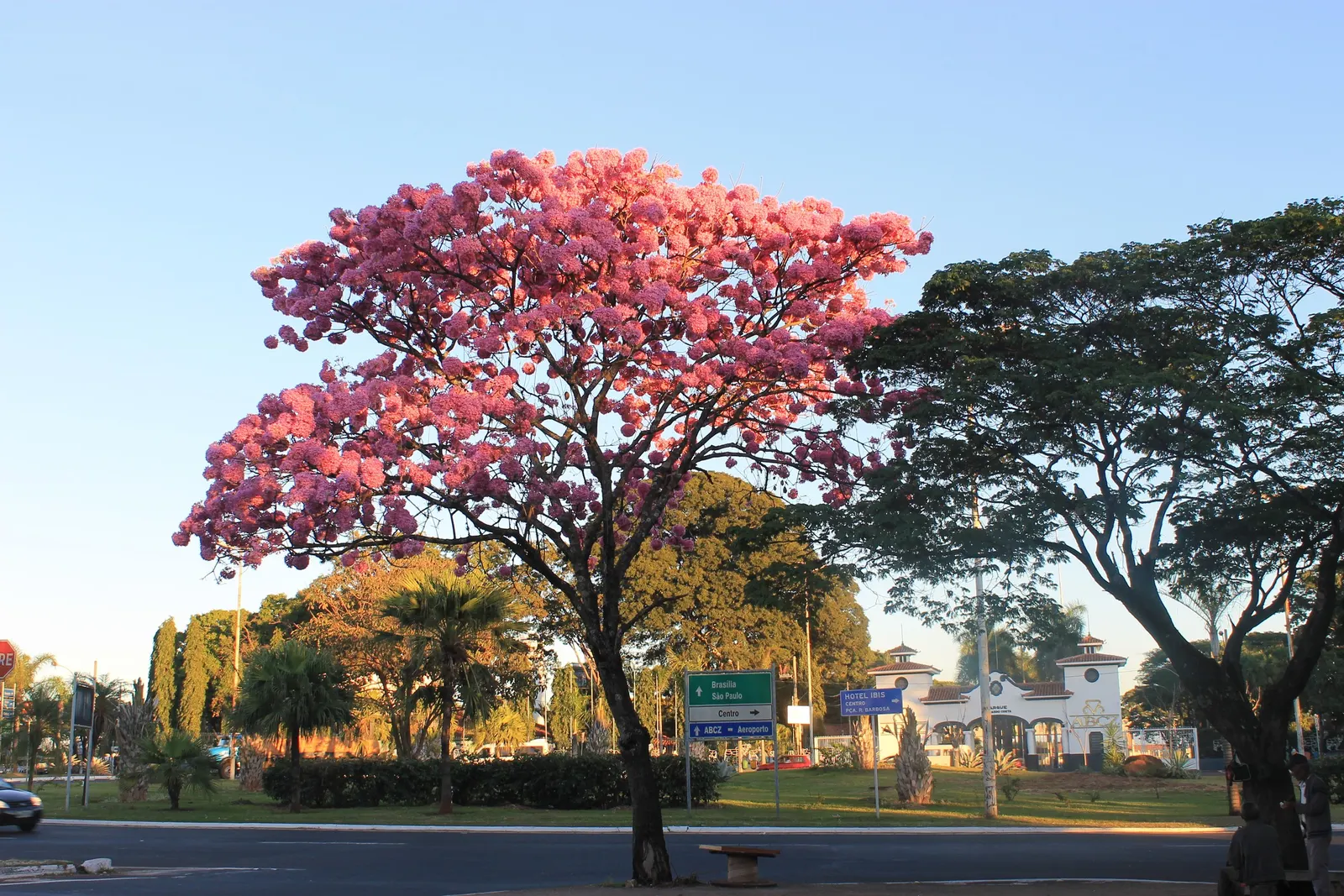 Pink Trumpet Tree (Tabebuia Impetiginosa) — tree with multi-colored and pink blooms; often growing to a height of 20 to 30 feet with a similar, image 152