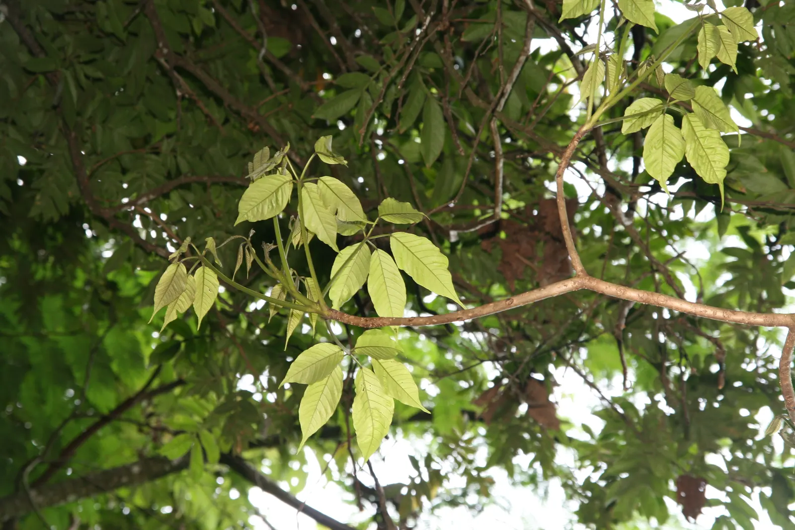 Pink Trumpet Tree (Tabebuia Impetiginosa) — Often growing to a height of 20 to 30 feet with a similar spread; it is adaptable to a wide range of, image 92