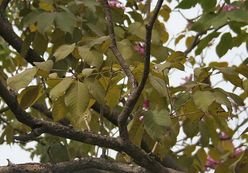 Pink Trumpet Tree (Tabebuia Impetiginosa) — tree for full or half