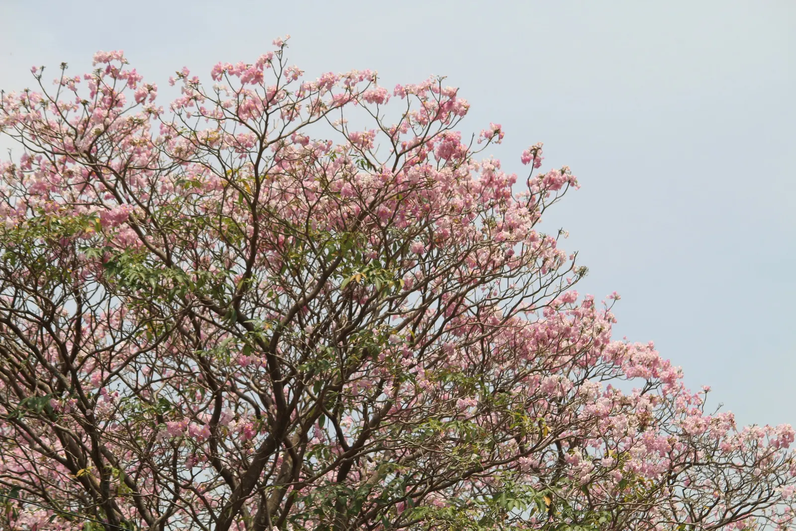Pink Trumpet Tree (Tabebuia Impetiginosa) — Each flower spans roughly 2 to 3 inches, image 111