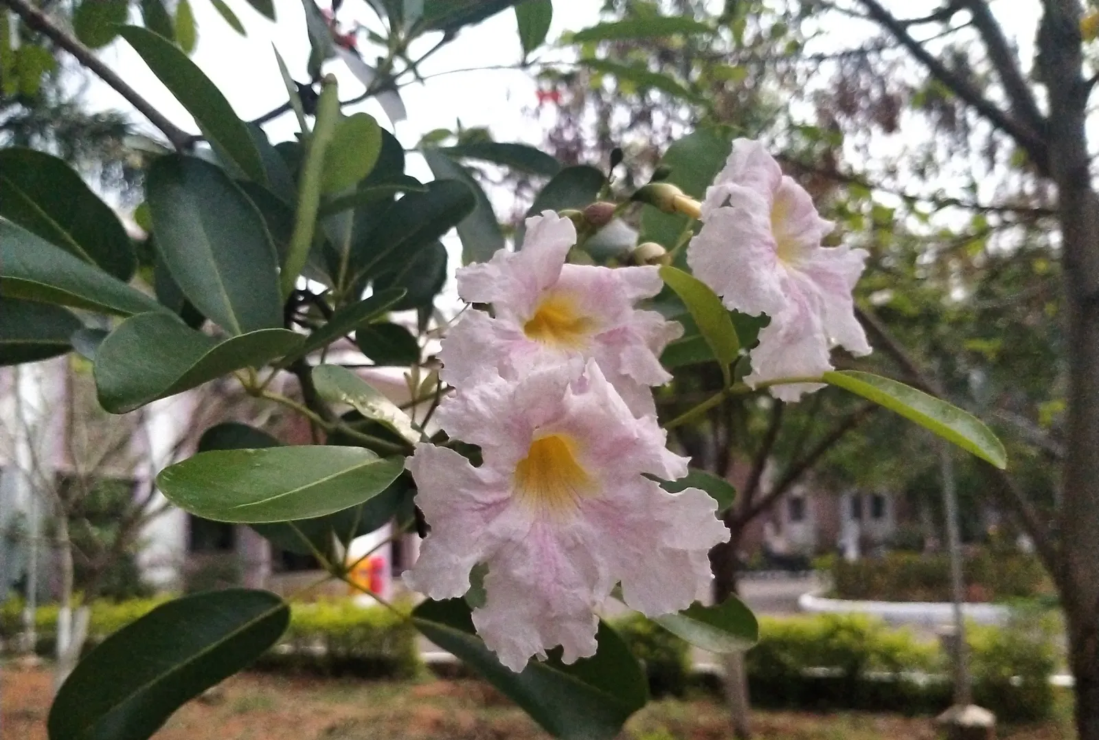 Pink Trumpet Tree (Tabebuia Impetiginosa) — It is adaptable to a wide range of soil conditions, provided that there is adequate drainage
