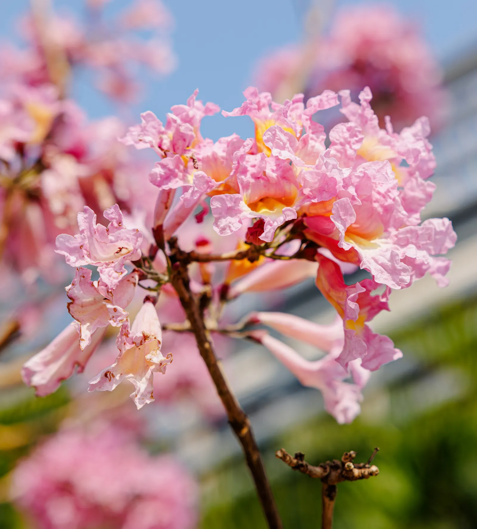 Pink Trumpet Tree (Tabebuia Impetiginosa) — scientific name Tabebuia impetiginosa; multi-colored and pink flowers in the garden, image 141