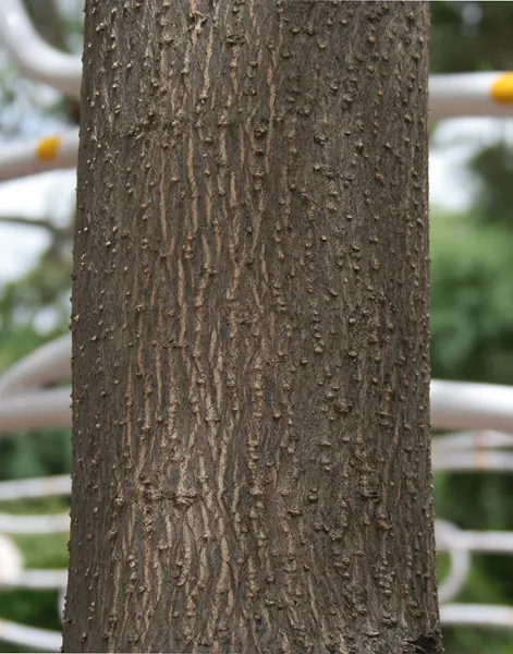 Pink Trumpet Tree (Tabebuia Impetiginosa) — taking into account its eventual width to avoid overcrowding