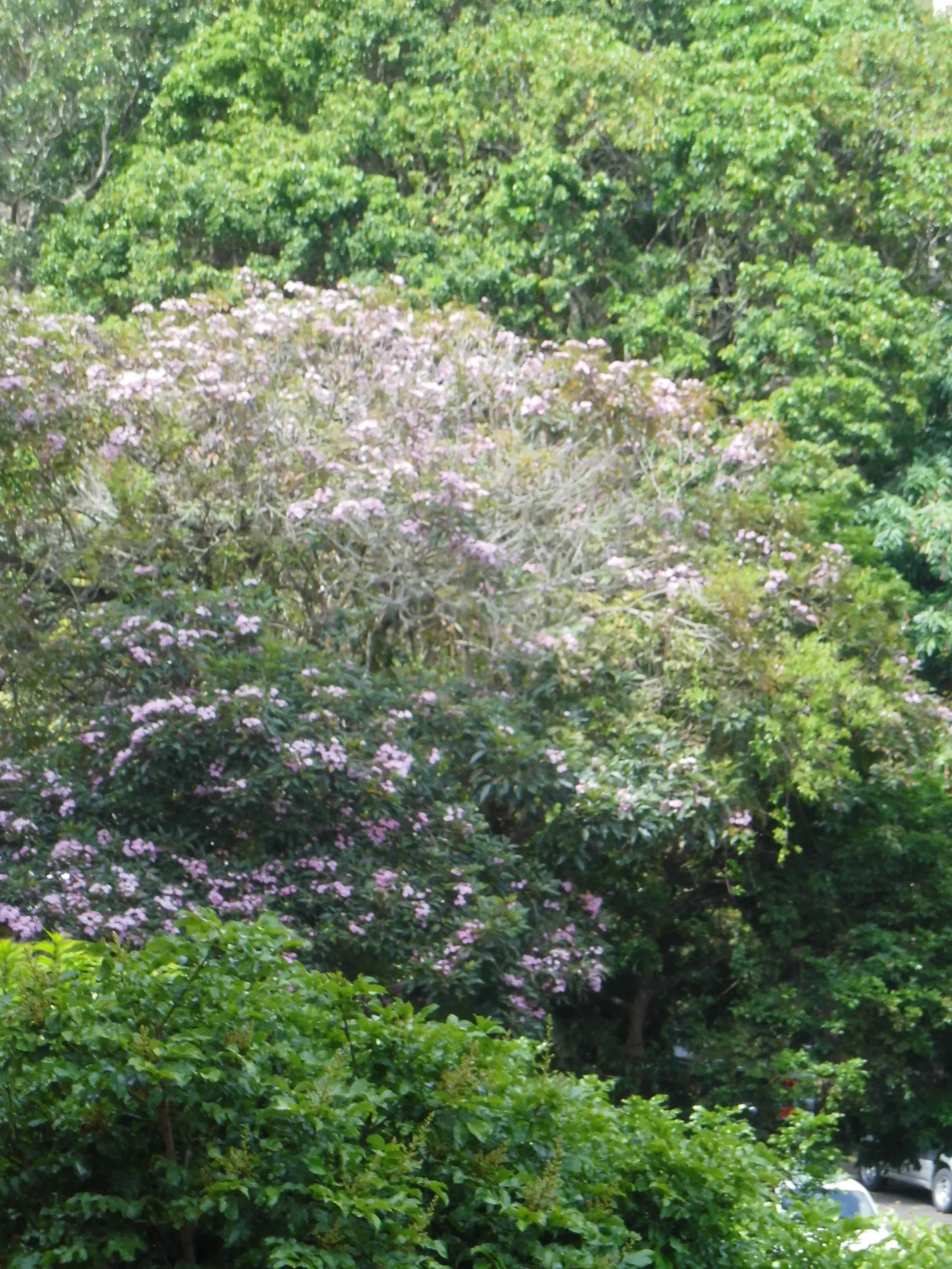 Pink Trumpet Tree (Tabebuia Impetiginosa) — Regular pruning may be necessary to maintain a strong structure, particularly when the tree is young, image 98
