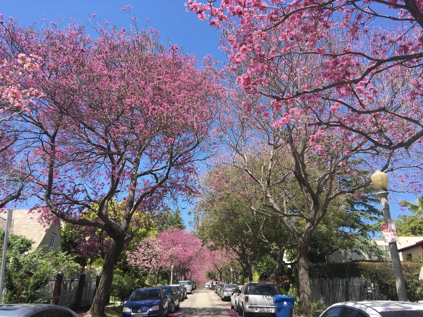 Pink Trumpet Tree (Tabebuia Impetiginosa) — tree with multi-colored and pink blooms