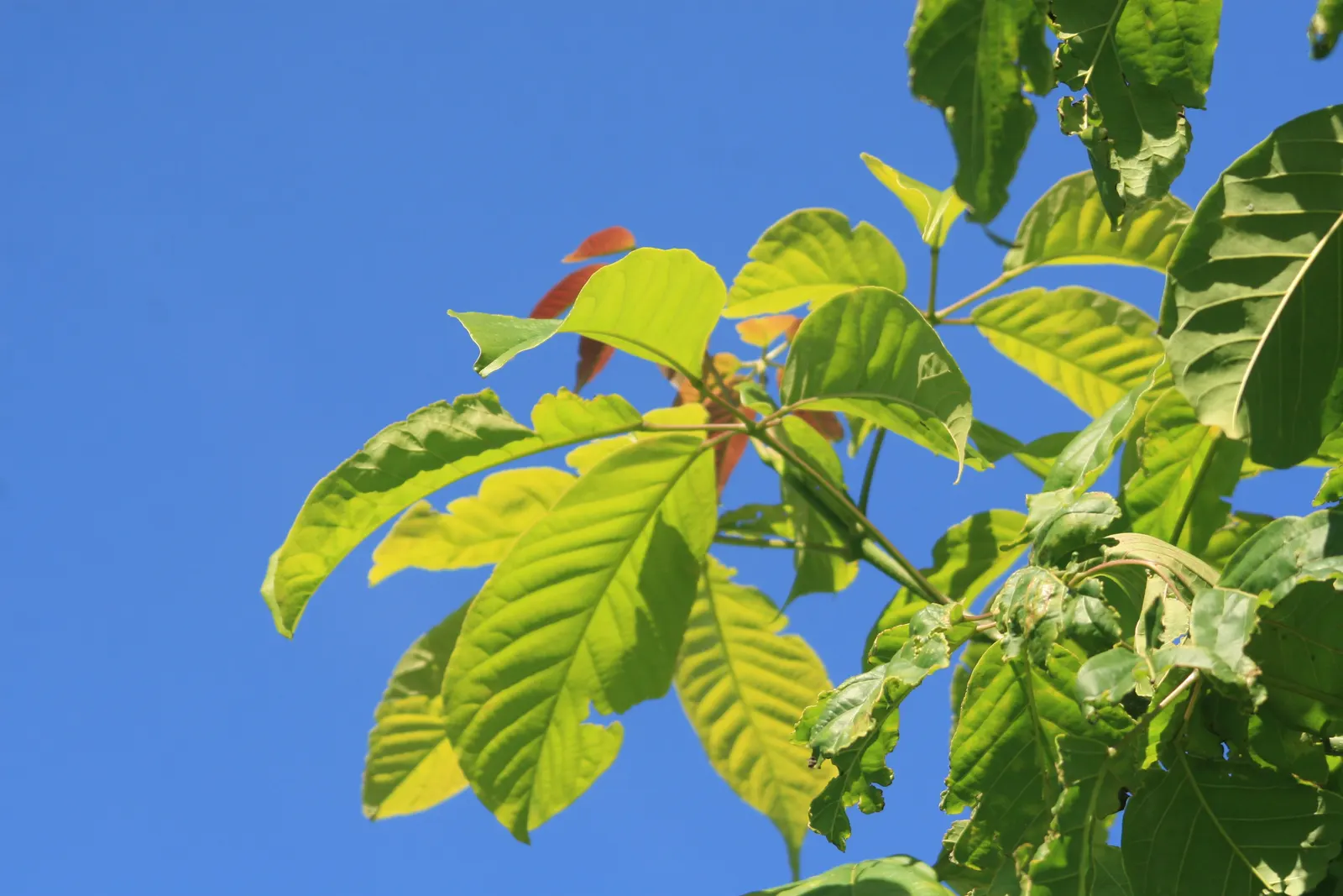 Pink Trumpet Tree (Tabebuia Impetiginosa) — is a picturesque deciduous tree renowned for its showy floral display; scientific name Tabebuia, image 159