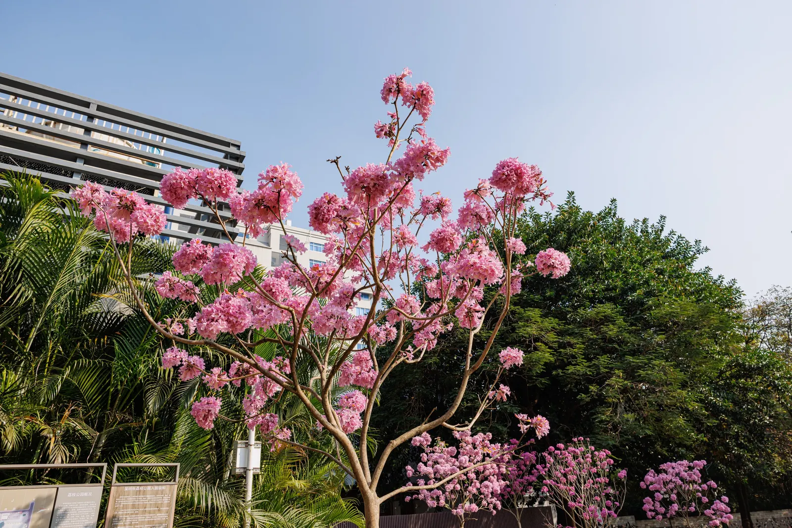 Pink Trumpet Tree (Tabebuia Impetiginosa) — Each flower spans roughly 2 to 3 inches, image 162