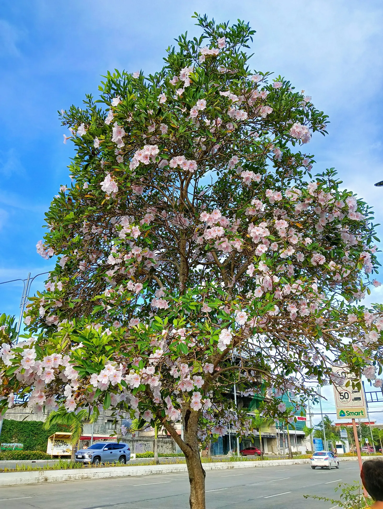 Pink Trumpet Tree (Tabebuia Impetiginosa) — this species boasts a moderate growth rate and a broad; prefers well-drained soil, full sun exposure, and is