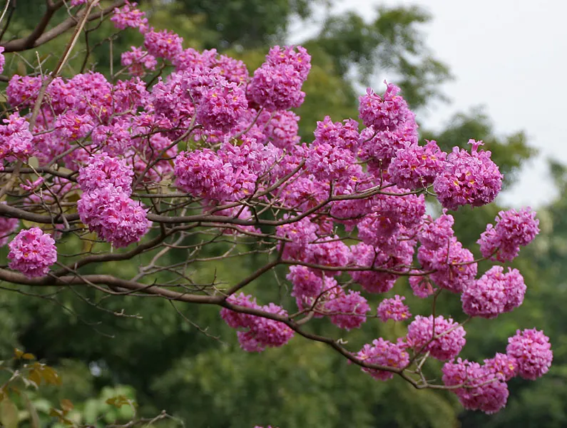 Pink Trumpet Tree (Tabebuia Impetiginosa) — Prefers well-drained soil, full sun exposure, and is drought-tolerant once established; which are deep green