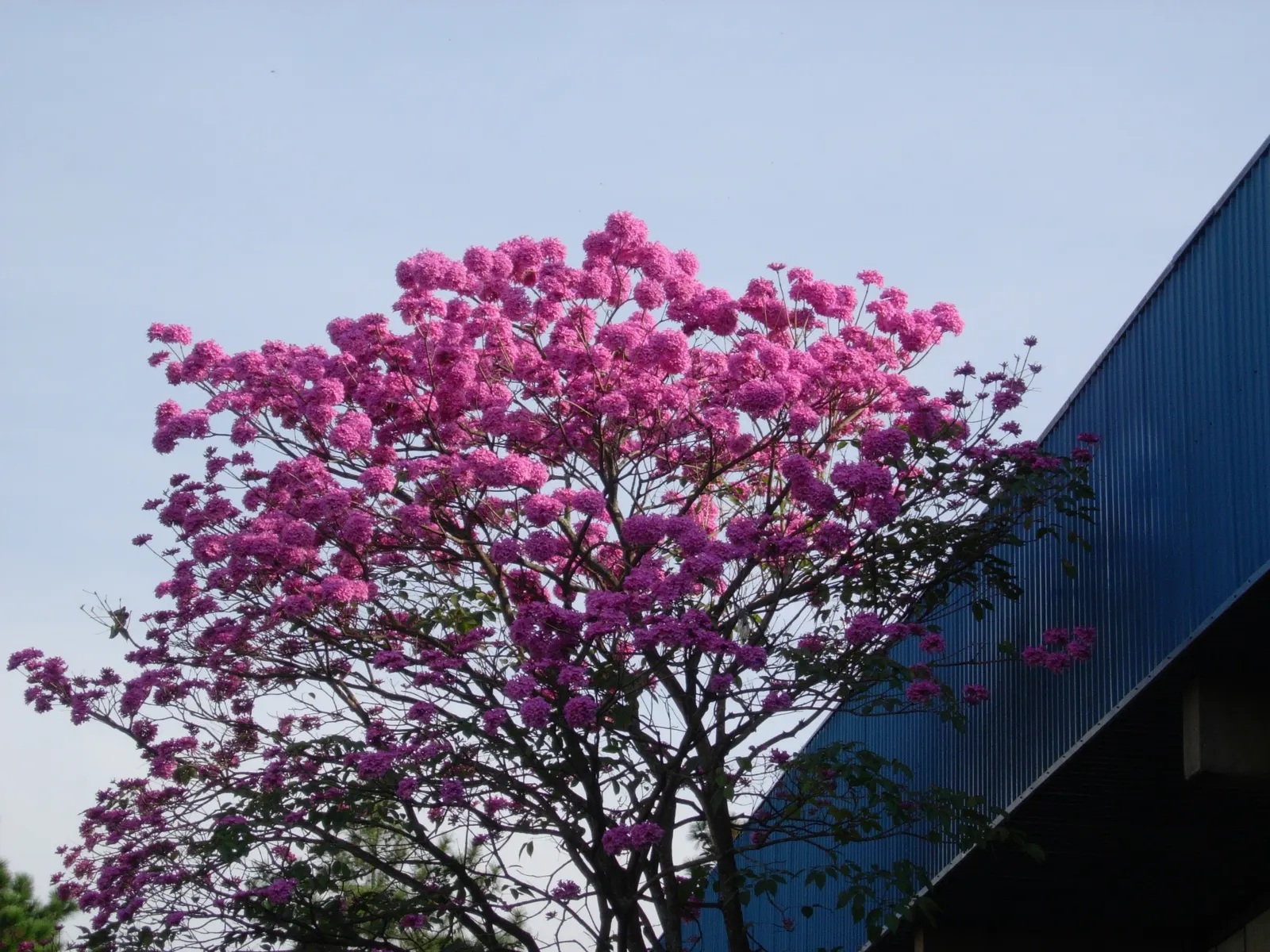 Pink Trumpet Tree (Tabebuia Impetiginosa) — Each flower spans roughly 2 to 3 inches, image 128