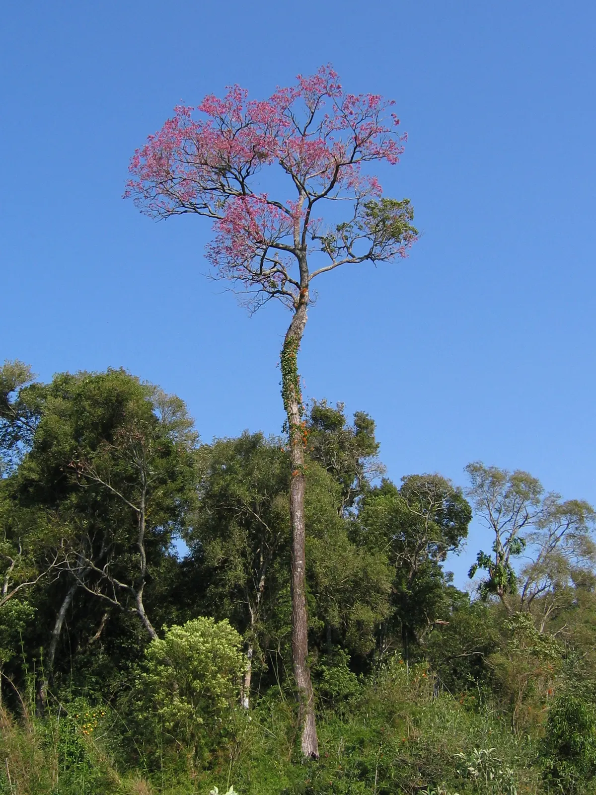 Pink Trumpet Tree (Tabebuia Impetiginosa) — Prefers well-drained soil, full sun exposure, and is drought-tolerant once established; which are deep, image 138