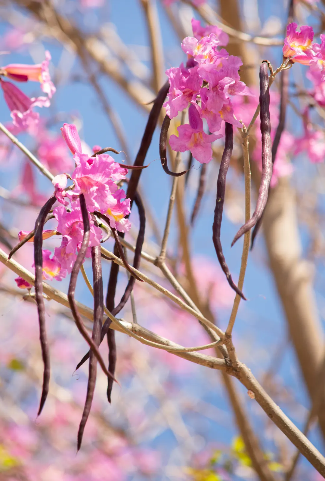 Pink Trumpet Tree (Tabebuia Impetiginosa) — It is adaptable to a wide range of soil conditions, provided that there is adequate drainage; regular, image 131