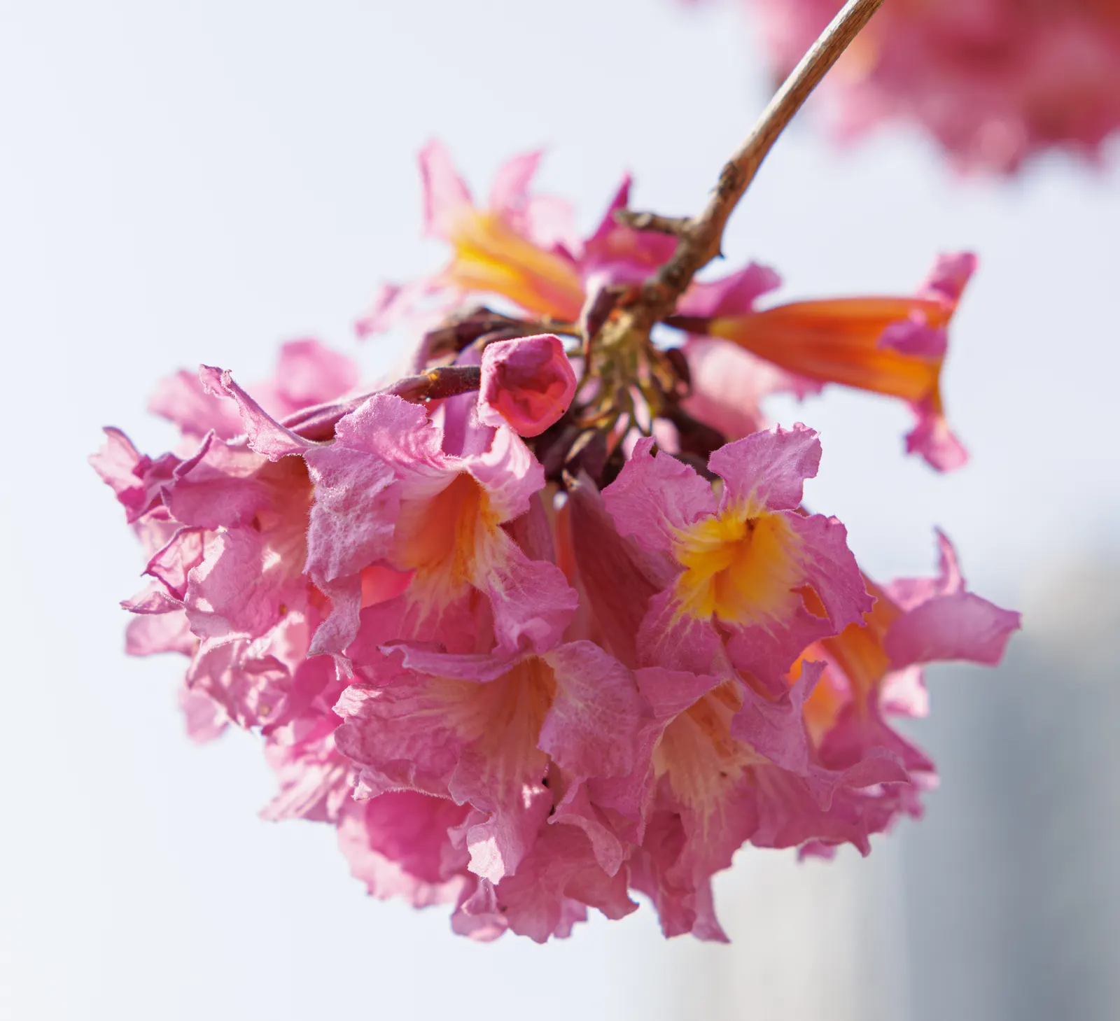 Pink Trumpet Tree (Tabebuia Impetiginosa) — Often growing to a height of 20 to 30 feet with a similar spread; it is adaptable to a wide range of, image 160