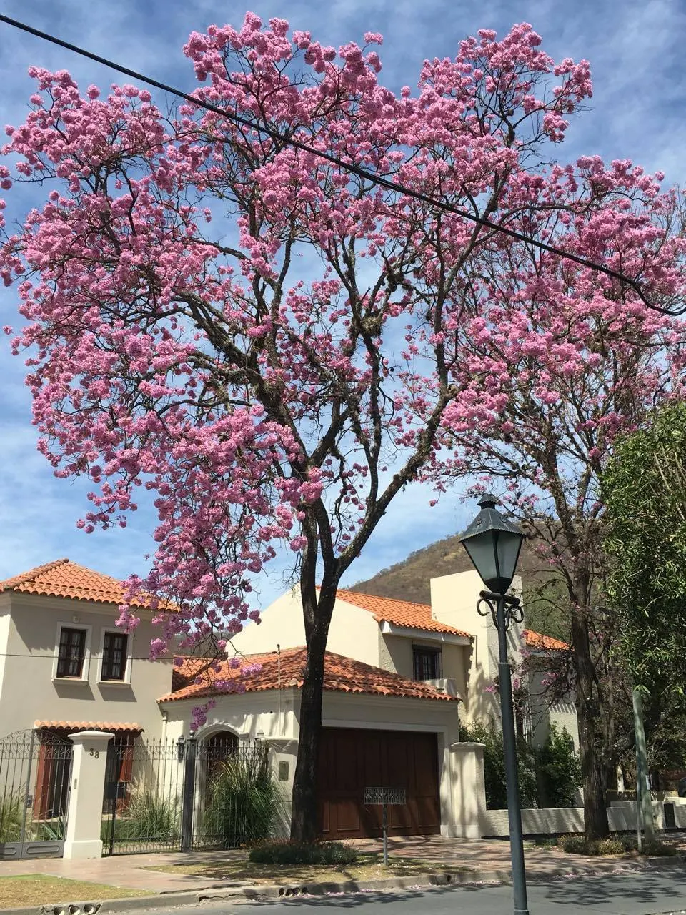 Pink Trumpet Tree (Tabebuia Impetiginosa) — tree with multi-colored and pink blooms; often growing to a height of 20 to 30 feet with a similar, image 135