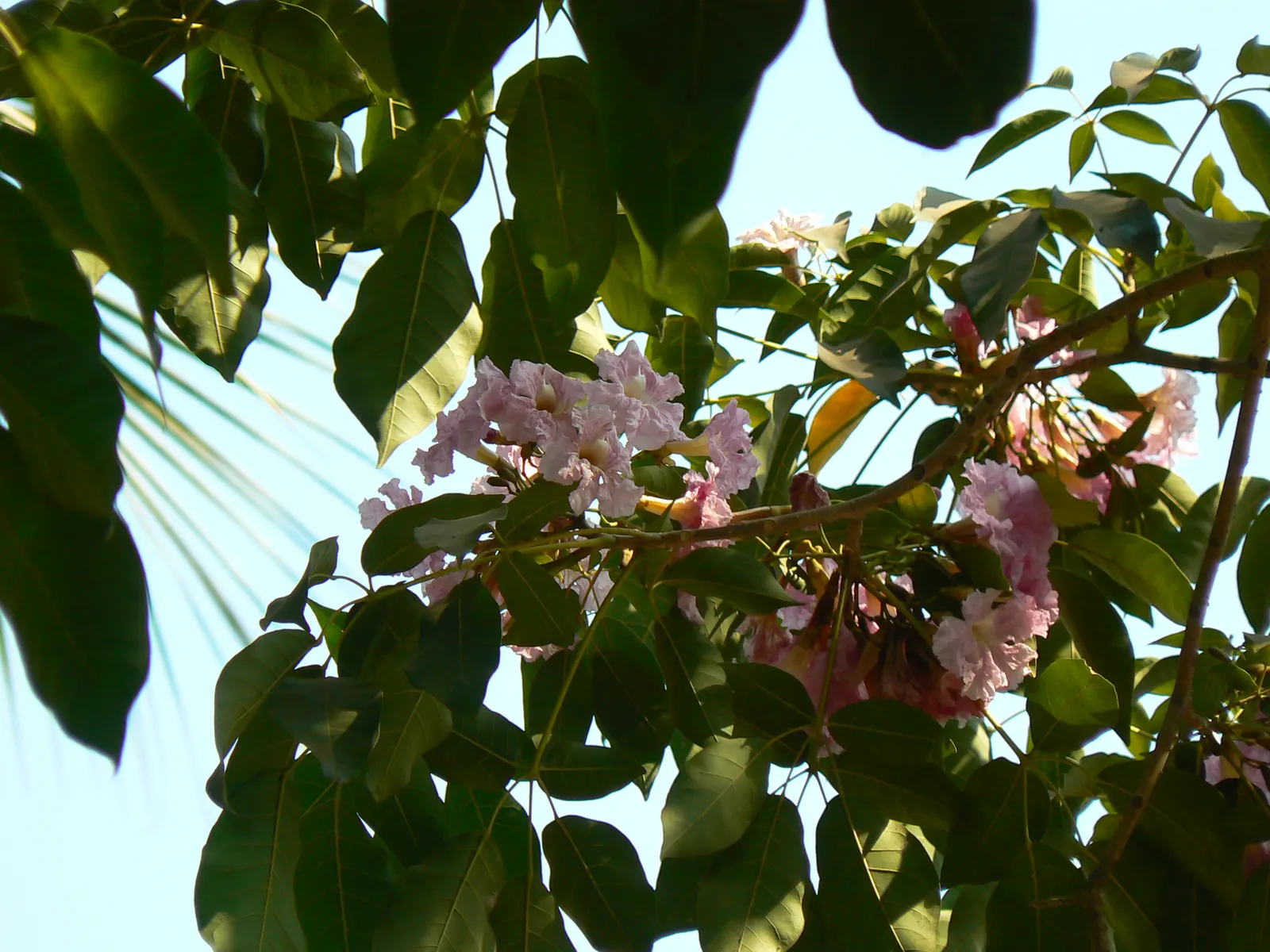 Pink Trumpet Tree (Tabebuia Impetiginosa) — scientific name Tabebuia impetiginosa