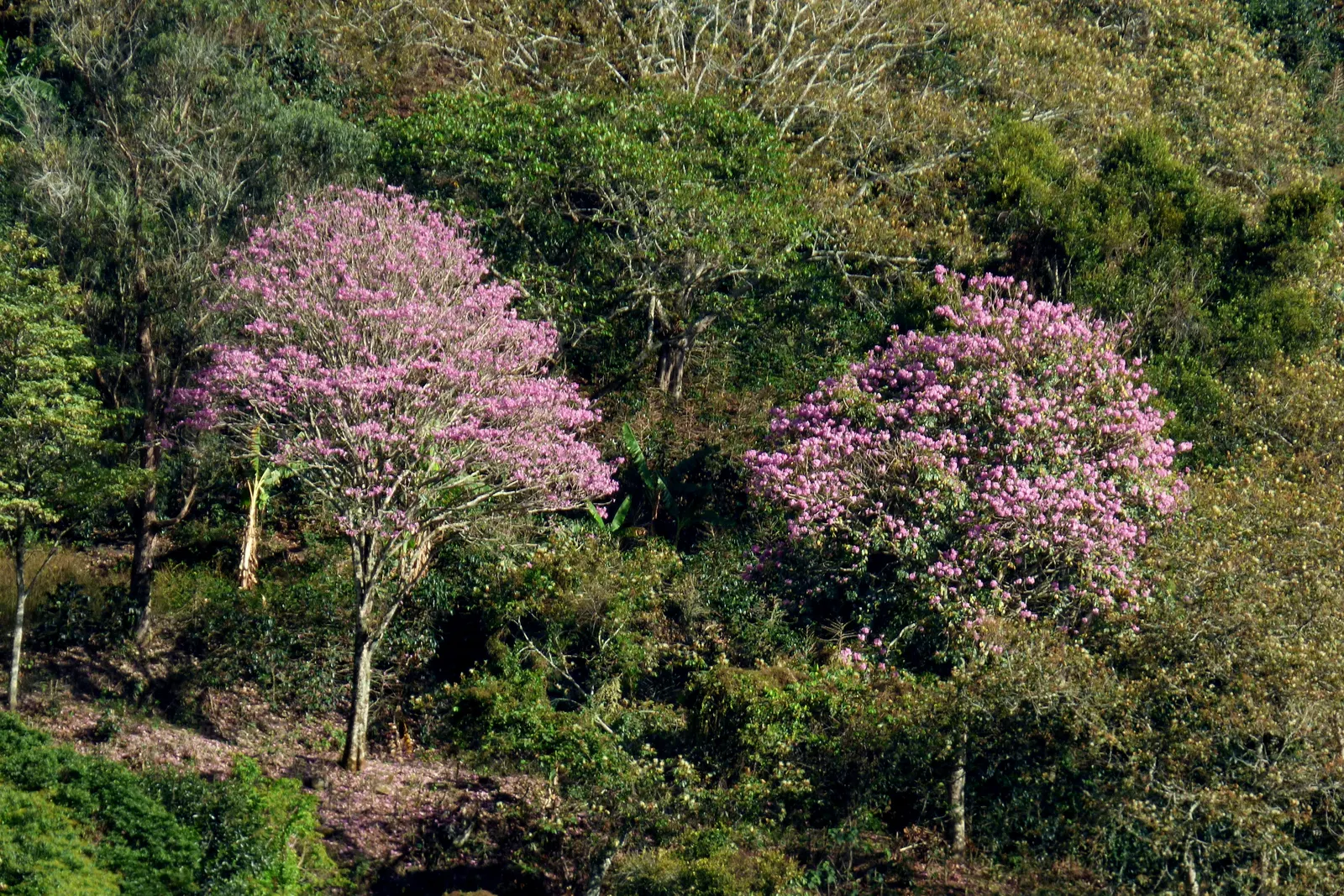 Pink Trumpet Tree (Tabebuia Impetiginosa) — typically with five leaflets; tree with multi-colored and pink blooms, image 95