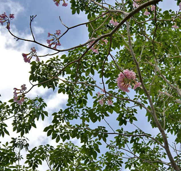 Pink Trumpet Tree (Tabebuia Impetiginosa) — is a picturesque deciduous tree renowned for its showy floral display; scientific name Tabebuia impetiginosa