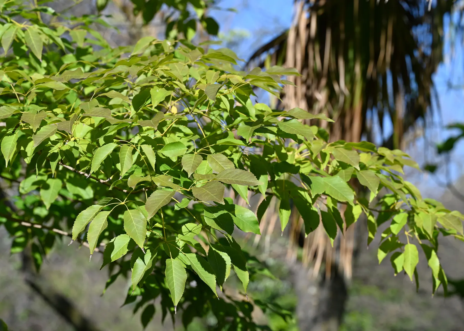 Pink Trumpet Tree (Tabebuia Impetiginosa) — tree for full or half; taking into account its eventual width to avoid overcrowding, image 153