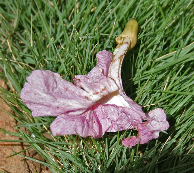 Pink Trumpet Tree (Tabebuia Impetiginosa) — Regular pruning may be necessary to maintain a strong structure, particularly when the tree is young