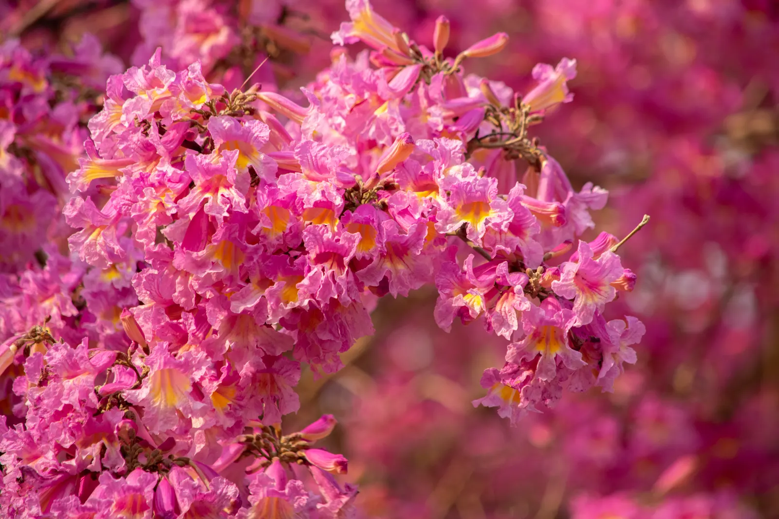 Pink Trumpet Tree (Tabebuia Impetiginosa) — Often growing to a height of 20 to 30 feet with a similar spread; it is adaptable to a wide range of, image 126