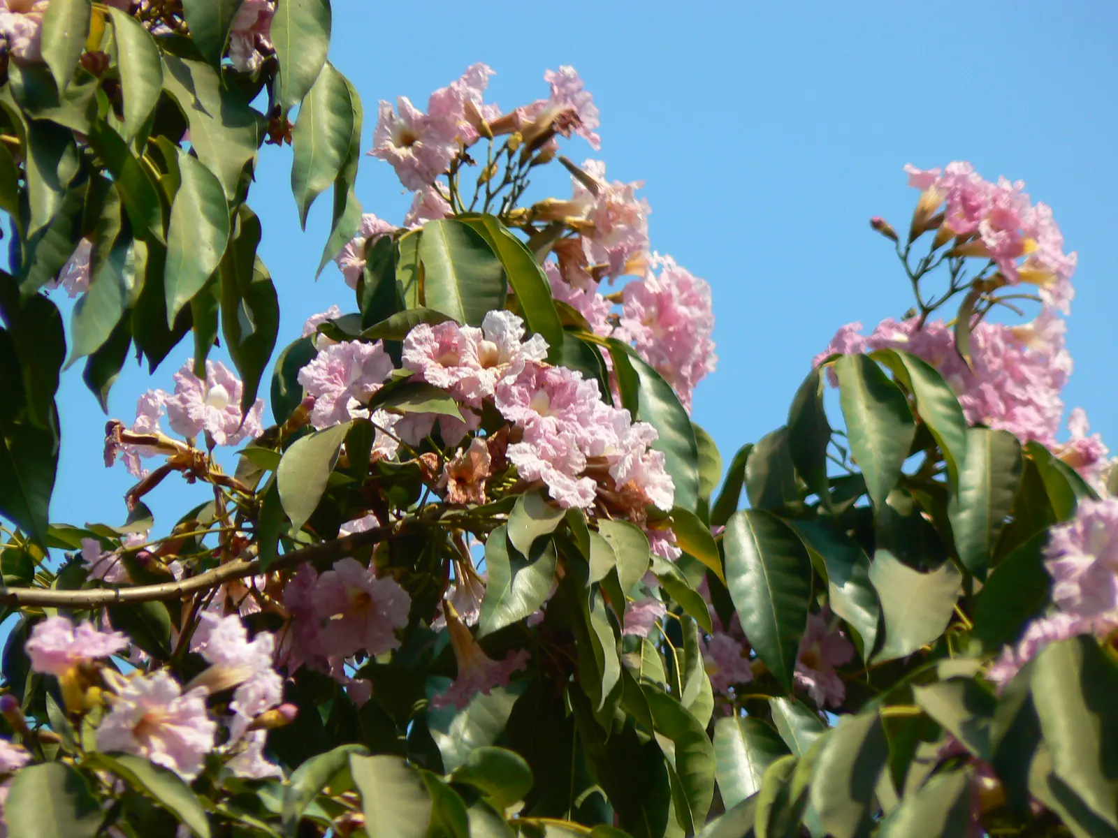 Pink Trumpet Tree (Tabebuia Impetiginosa) — which are deep green throughout the growing season and can grow up to 6 to 8 inches long