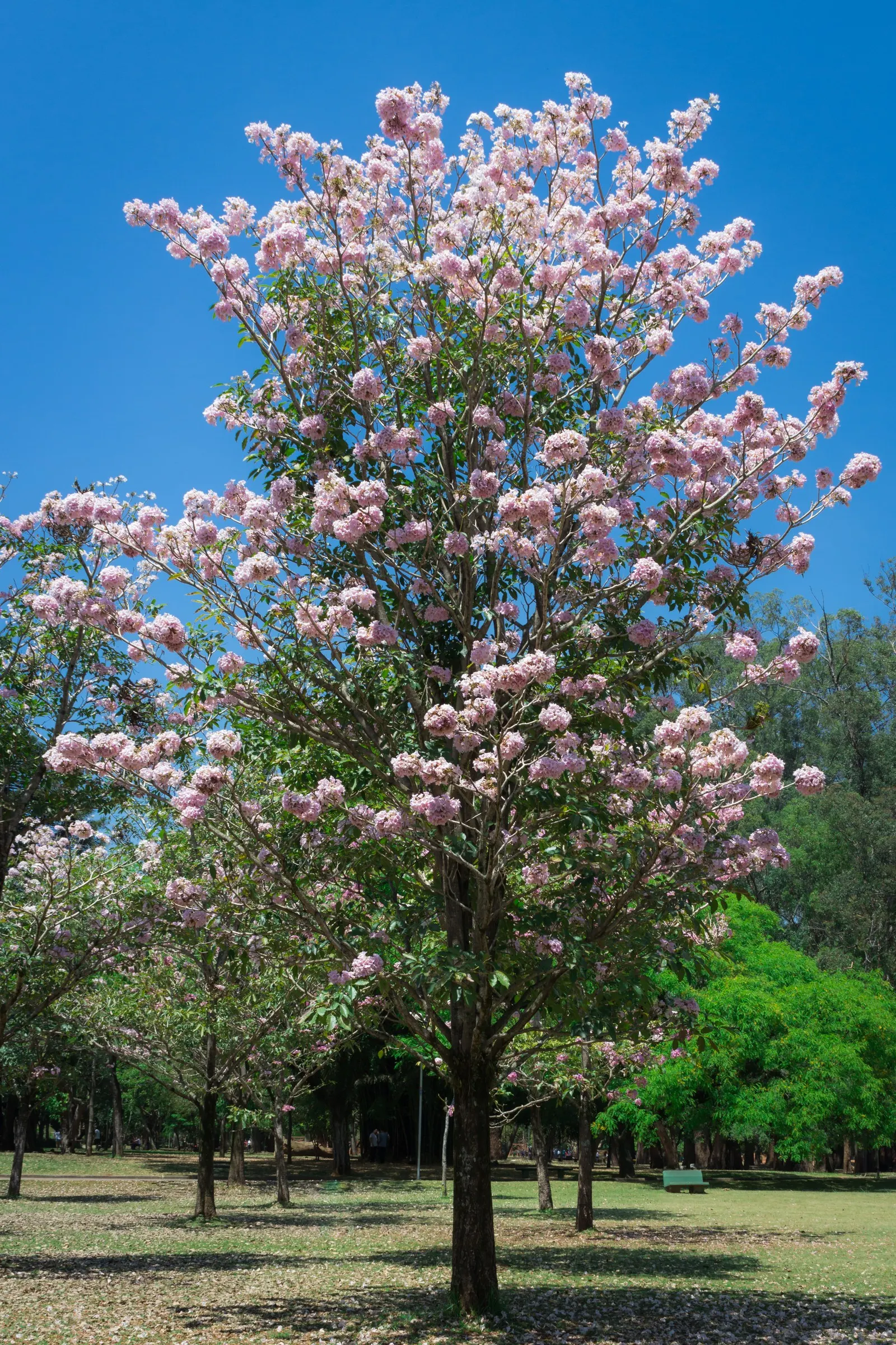 Pink Trumpet Tree (Tabebuia Impetiginosa) — this species boasts a moderate growth rate and a broad; prefers well-drained soil, full sun exposure, image 127
