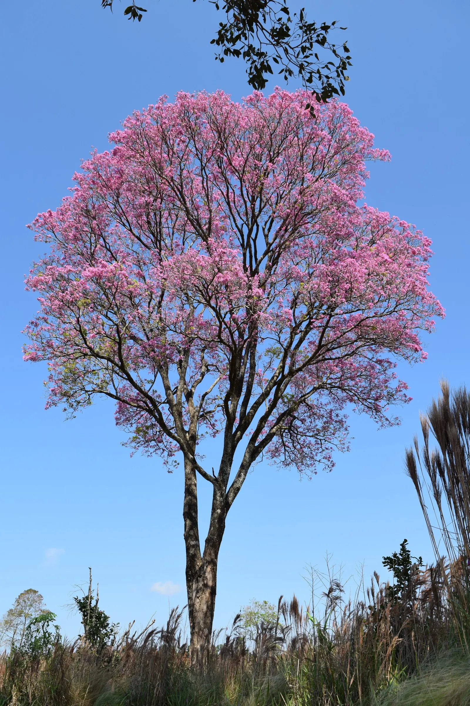 Pink Trumpet Tree (Tabebuia Impetiginosa) — which are deep green throughout the growing season and can grow up to 6 to 8 inches long; is a, image 130
