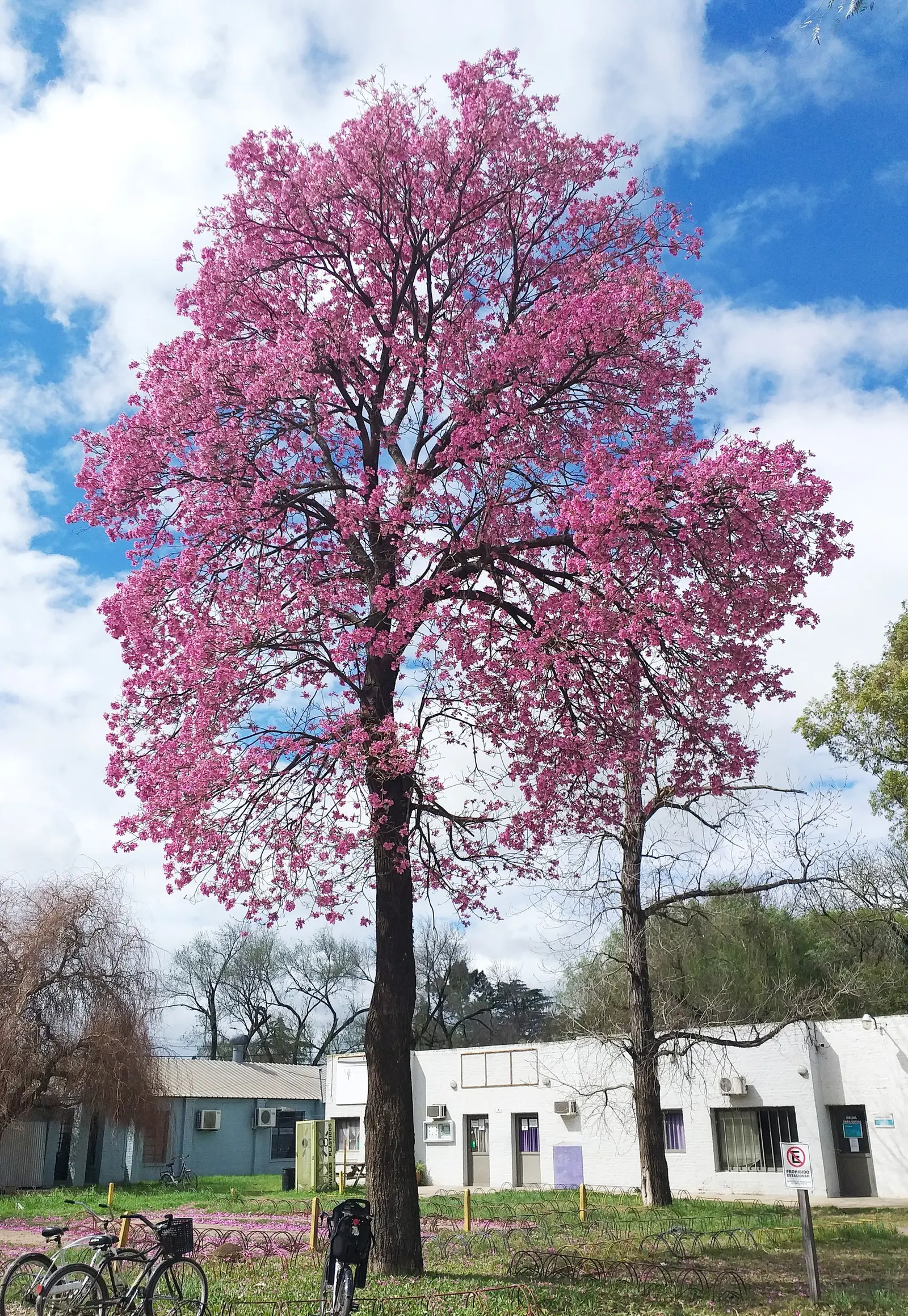 Pink Trumpet Tree (Tabebuia Impetiginosa) — multi-colored and pink flowers in the garden; tree for full or half, image 117