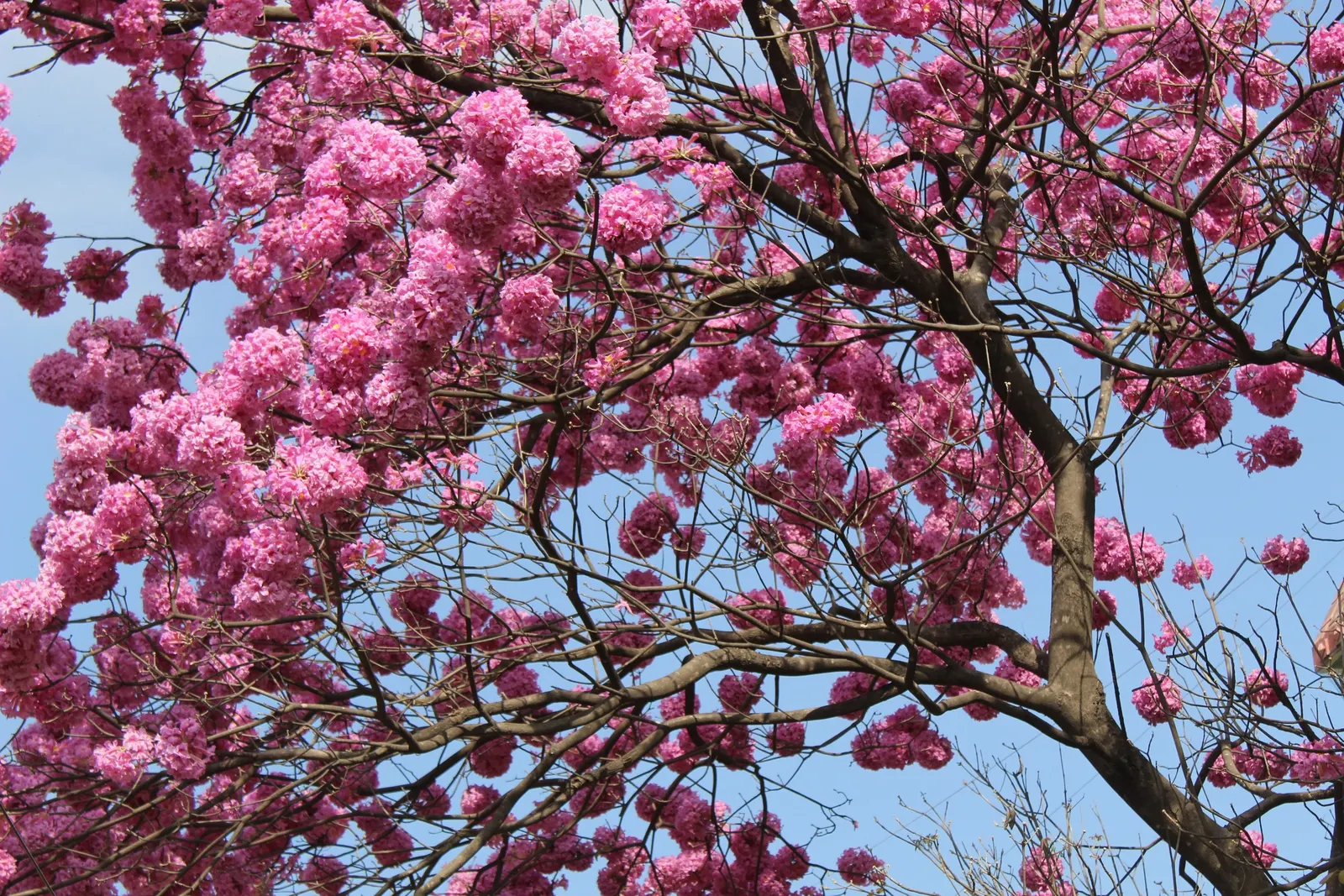Pink Trumpet Tree (Tabebuia Impetiginosa) — Each flower spans roughly 2 to 3 inches, image 26