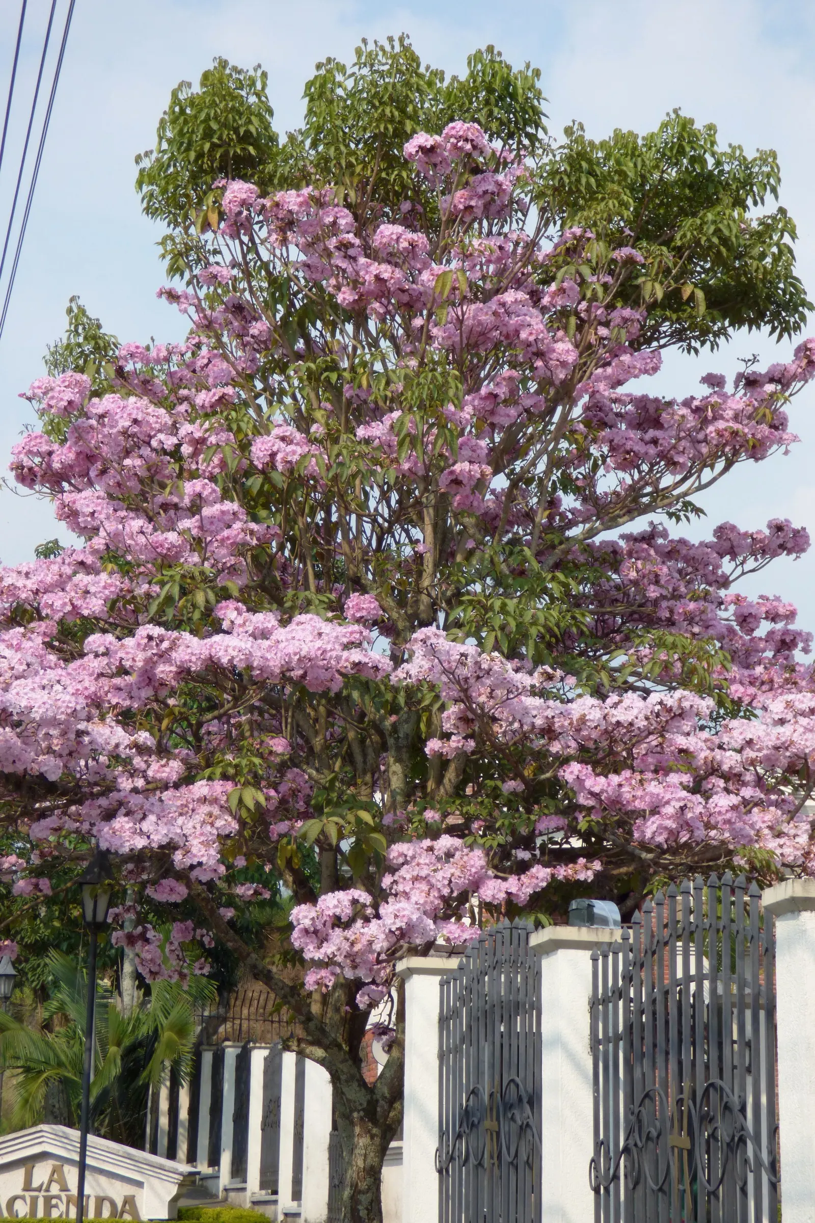 Pink Trumpet Tree (Tabebuia Impetiginosa) — Zones 9-11 are best suited for growth