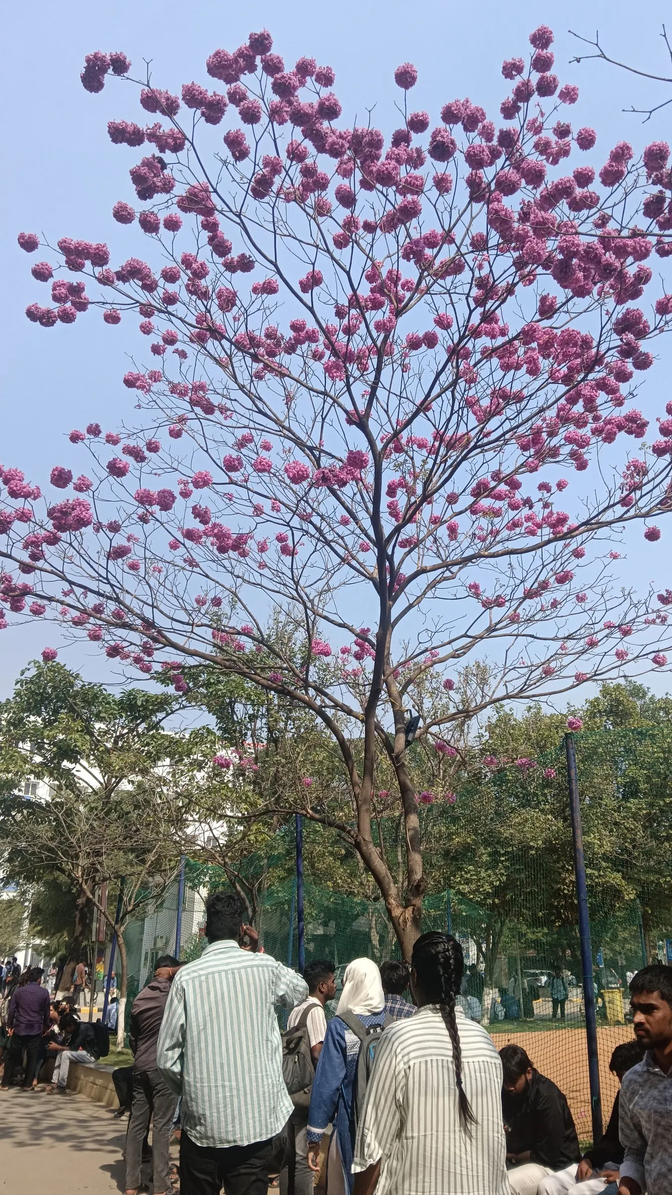 Pink Trumpet Tree (Tabebuia Impetiginosa) — It is adaptable to a wide range of soil conditions, provided that there is adequate drainage; regular pruning may