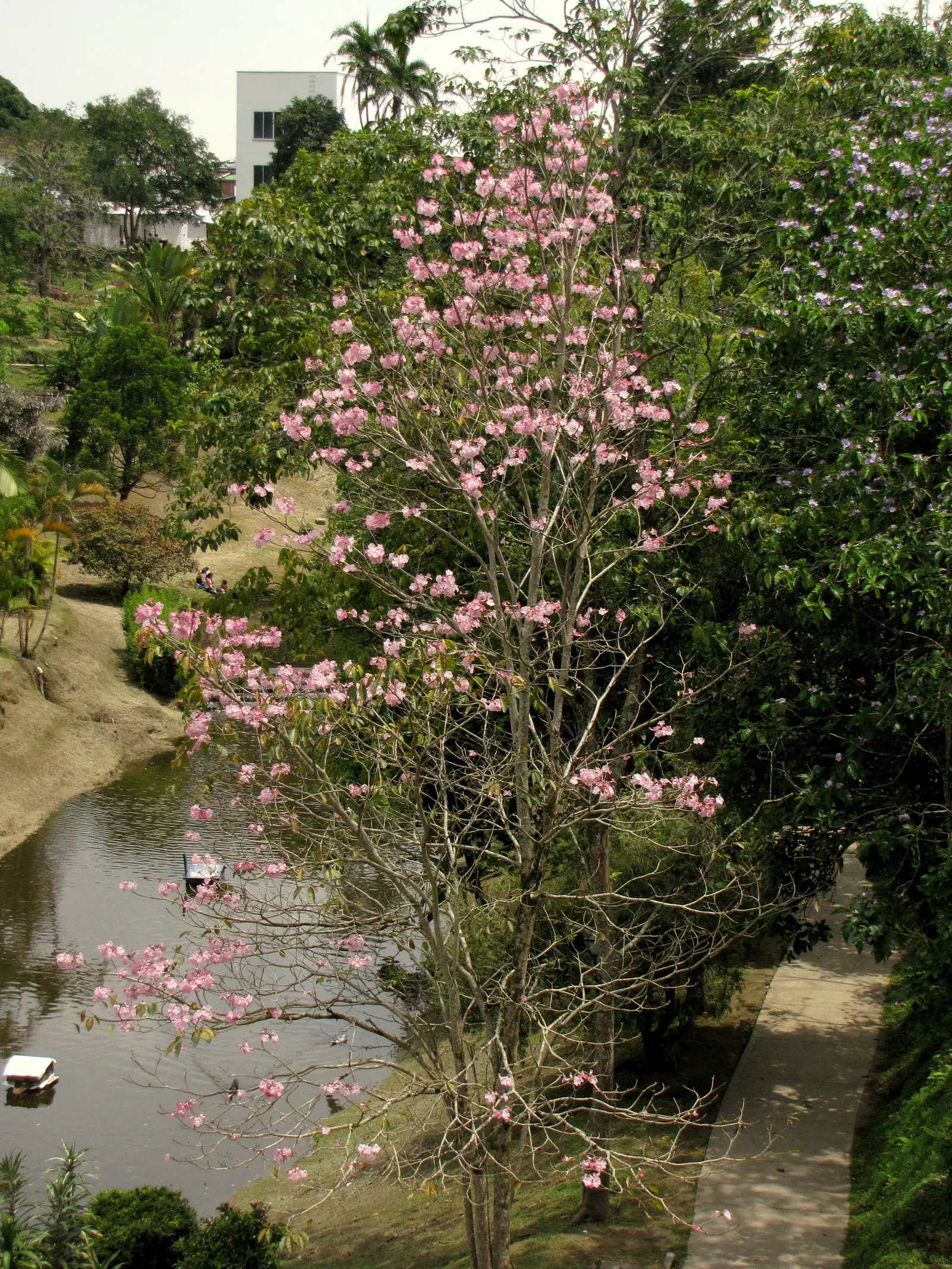 Pink Trumpet Tree (Tabebuia Impetiginosa) — this species boasts a moderate growth rate and a broad